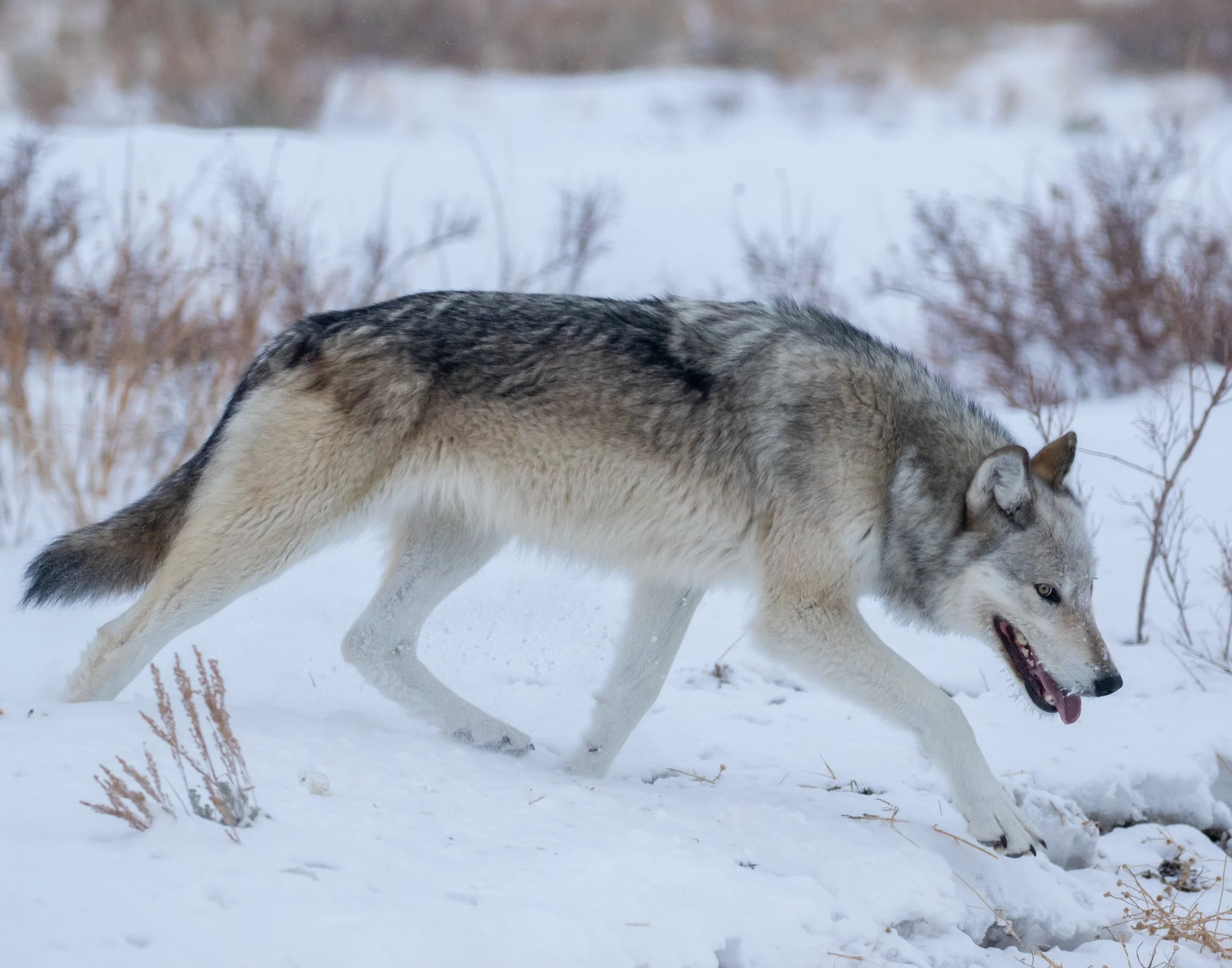 Wolves-03.jpg