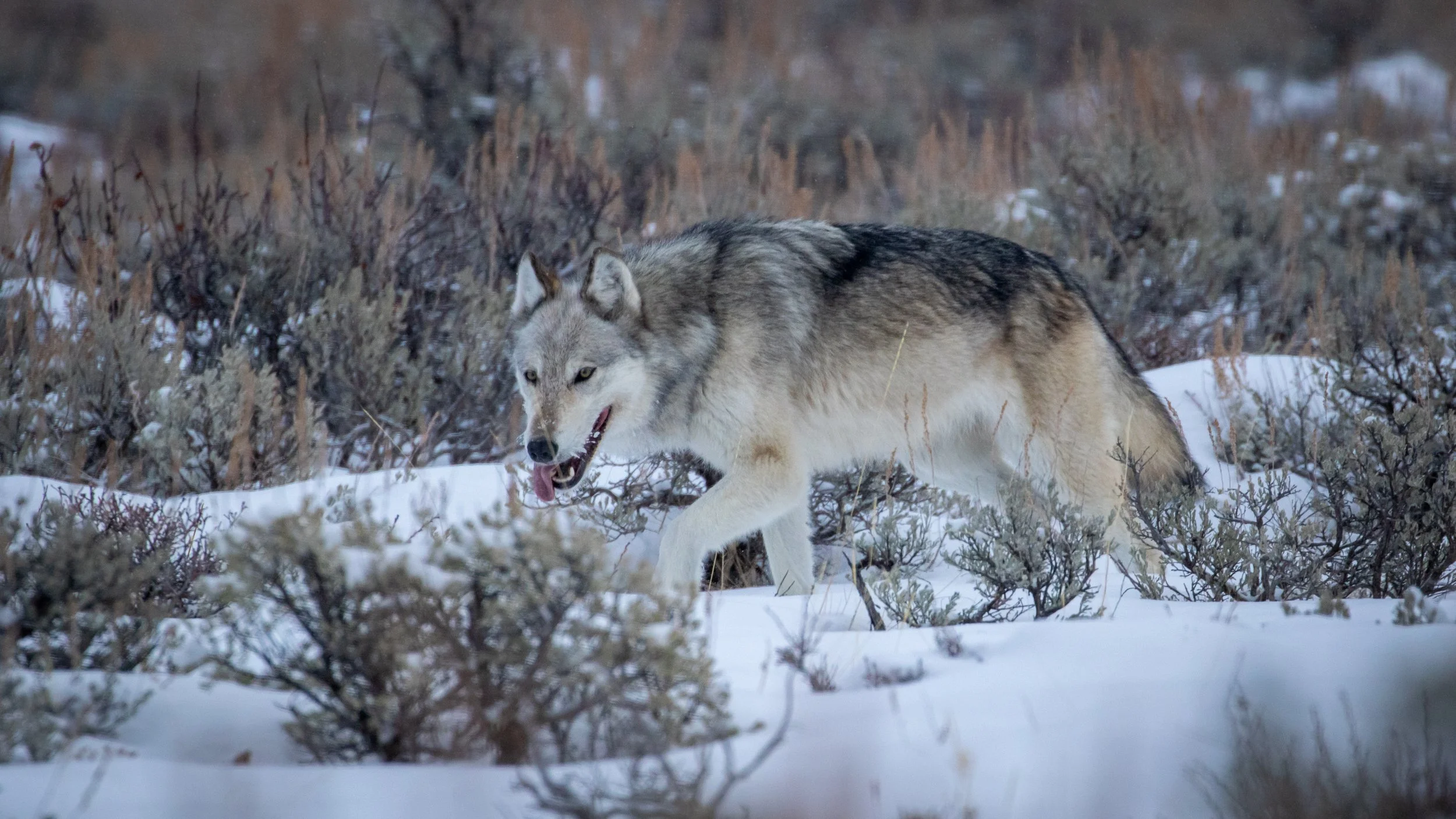 Wolves-04.jpg