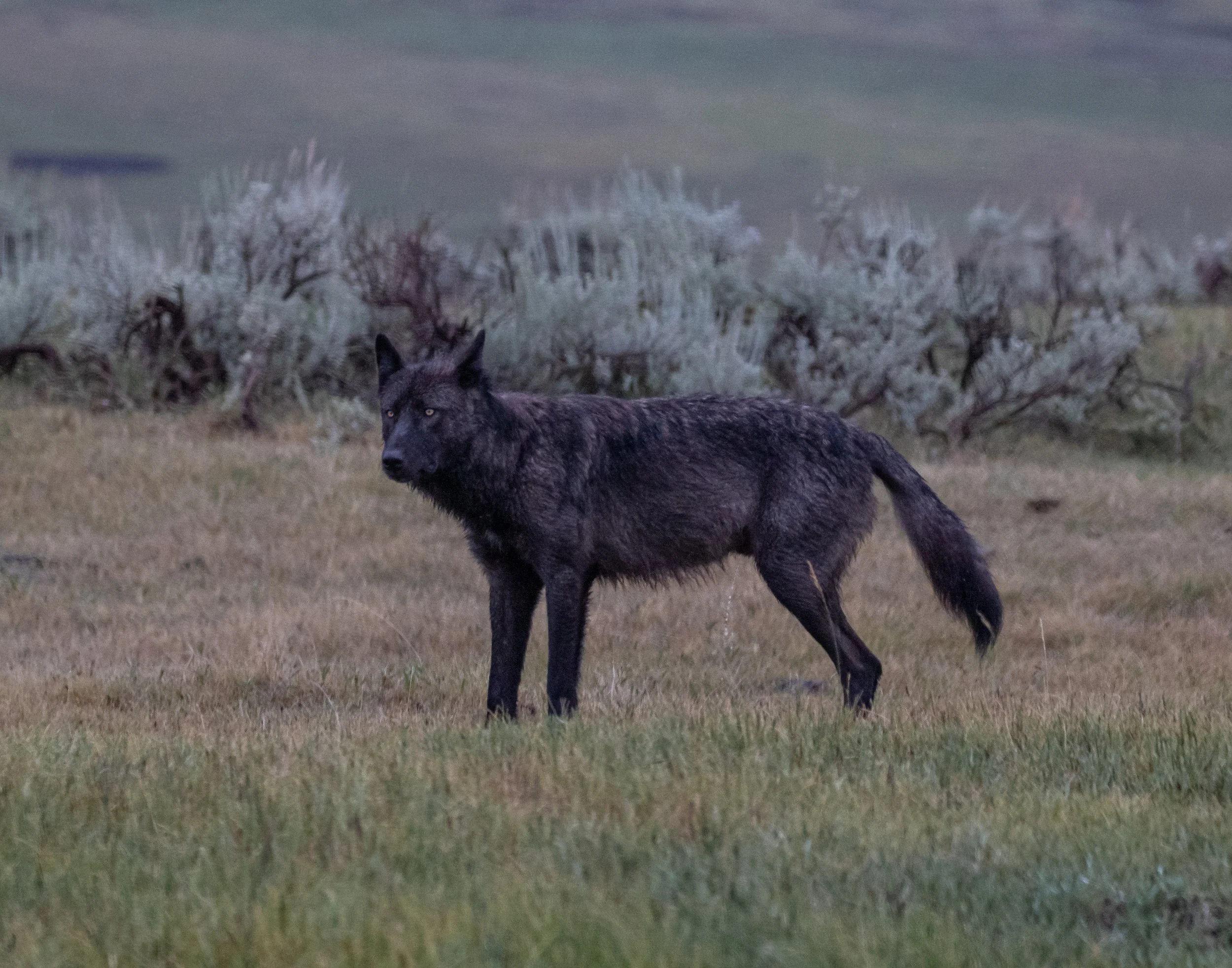 Wolves-05.jpg