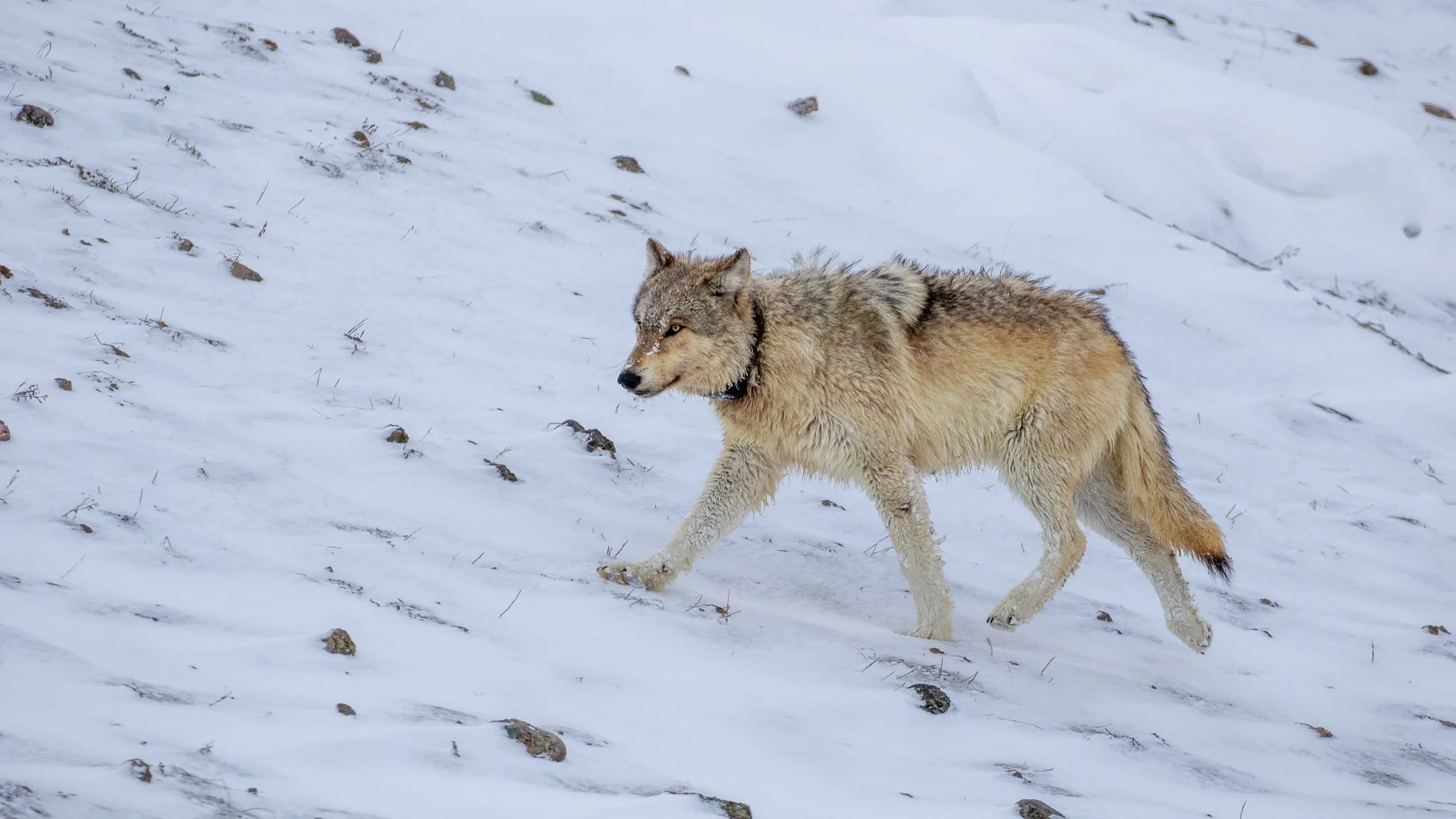 Wolves-13.jpg