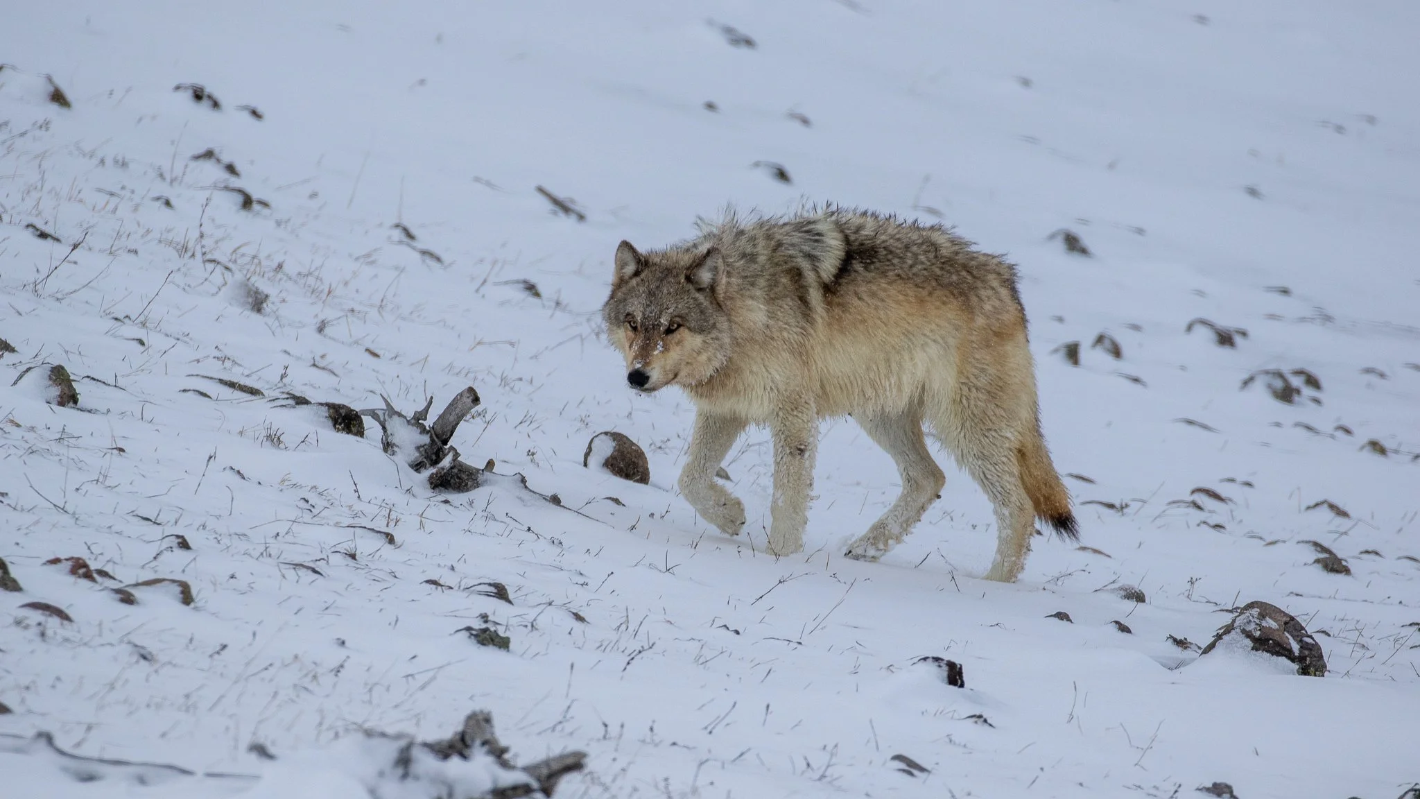 Young Wapiti wolf walks off after scavenging a three day old bison kill