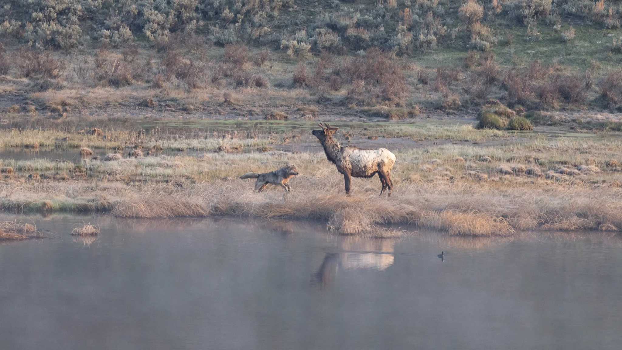 Rescue Creek solo wolf tries unsuccessfully to bring down an elk in early spring