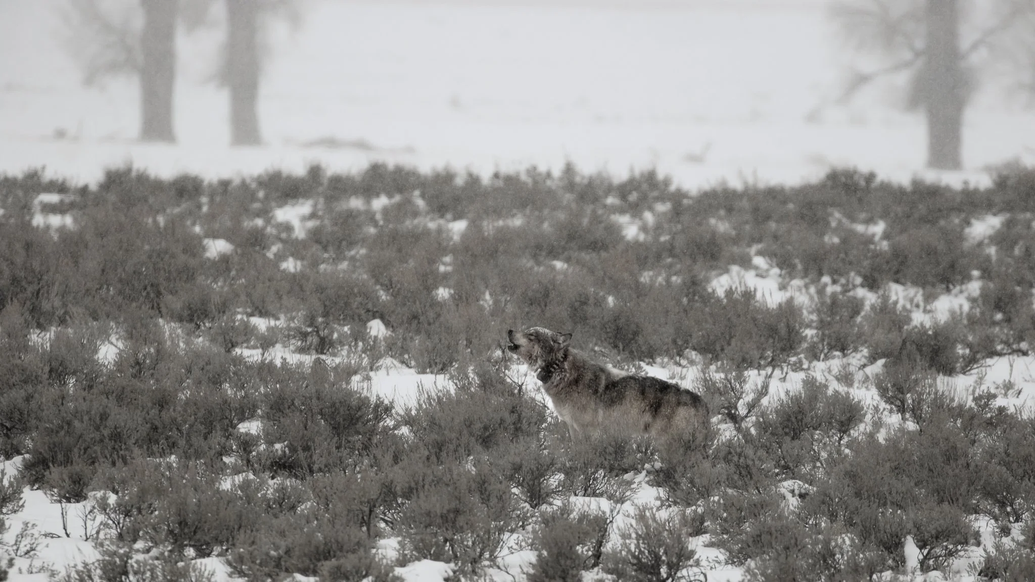 Wolves-19.jpg