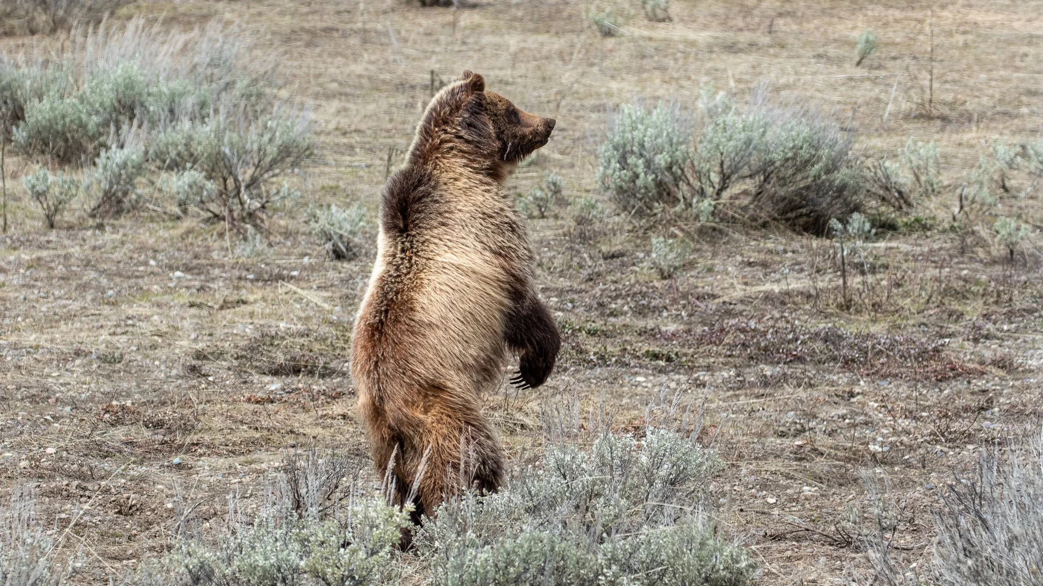 Grizzly-1.jpg