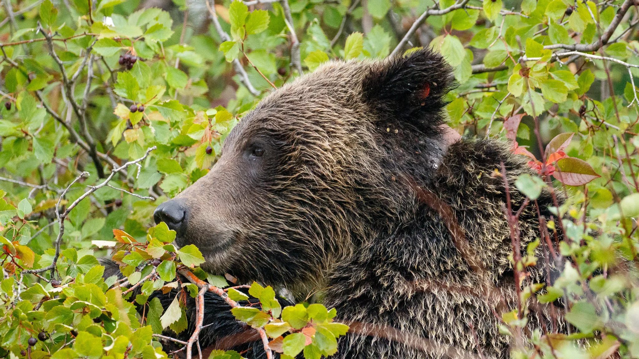 Grizzly-4.jpg