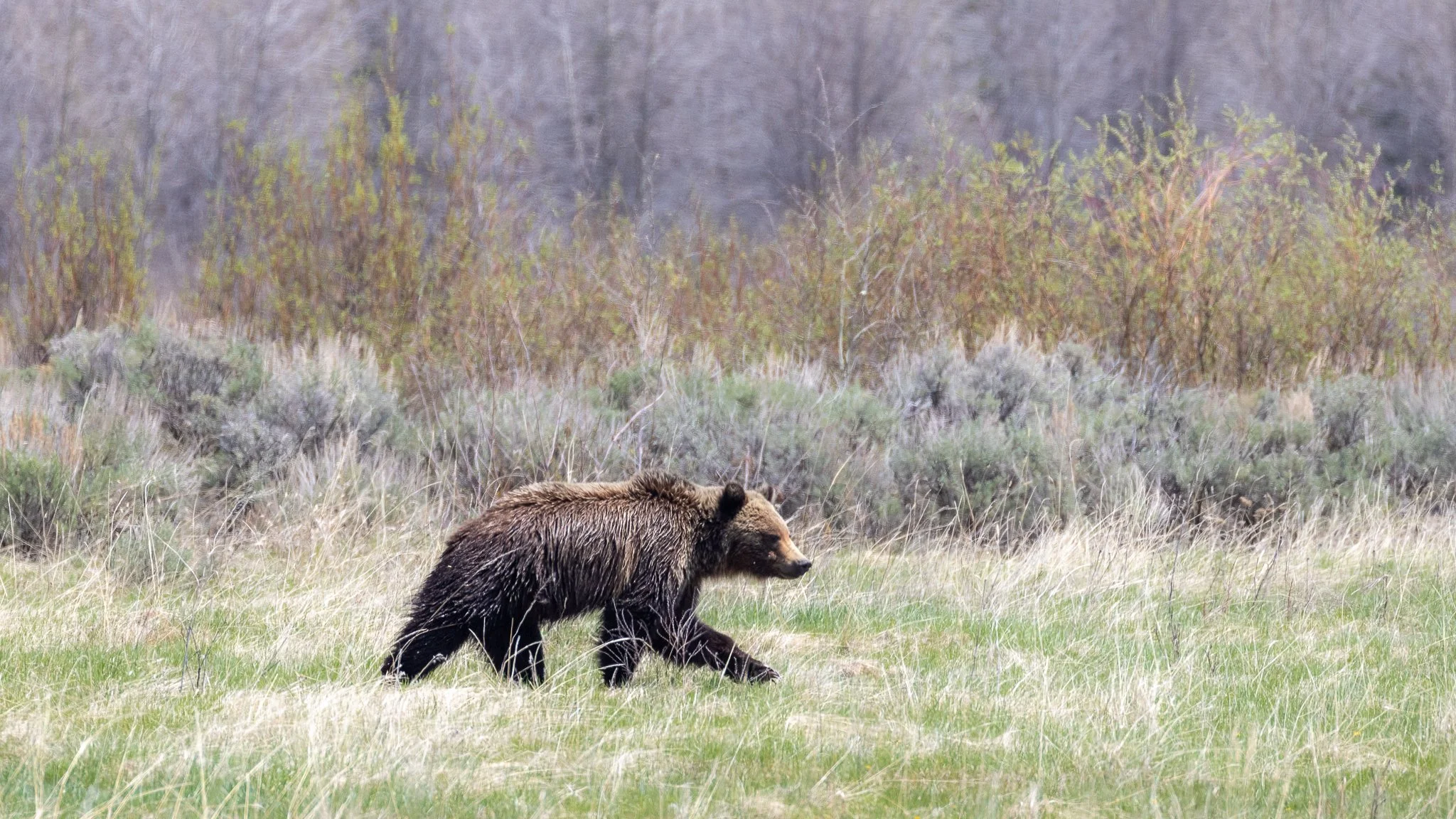 Grizzly-5.jpg