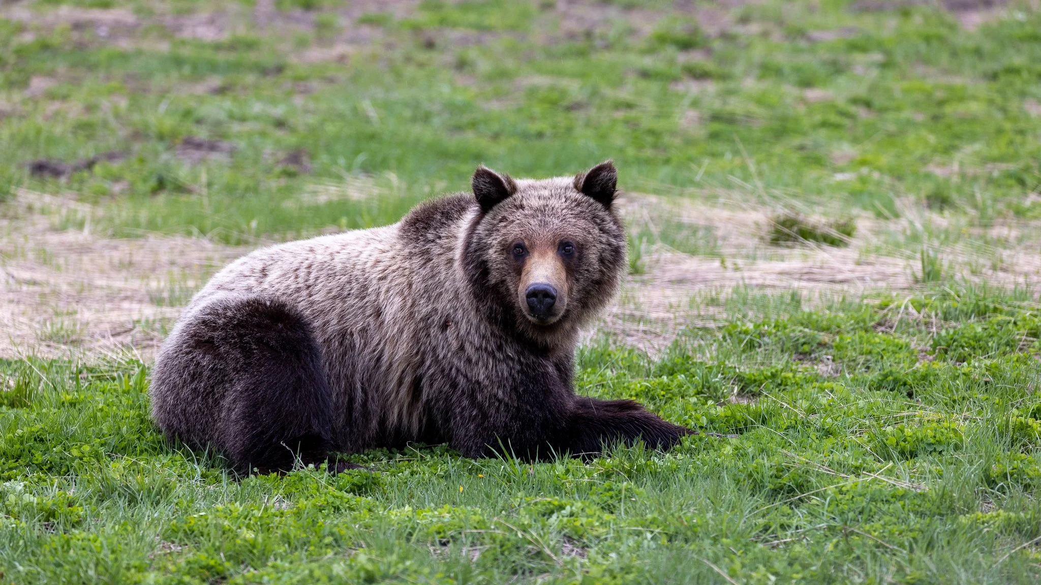 Grizzly-8.jpg
