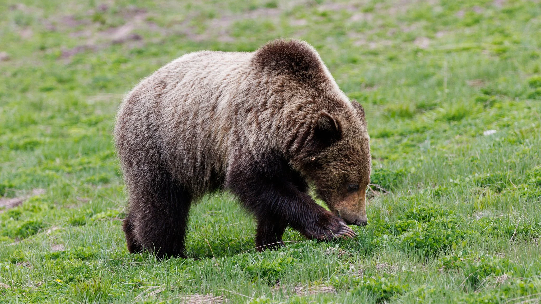 Grizzly-9.jpg