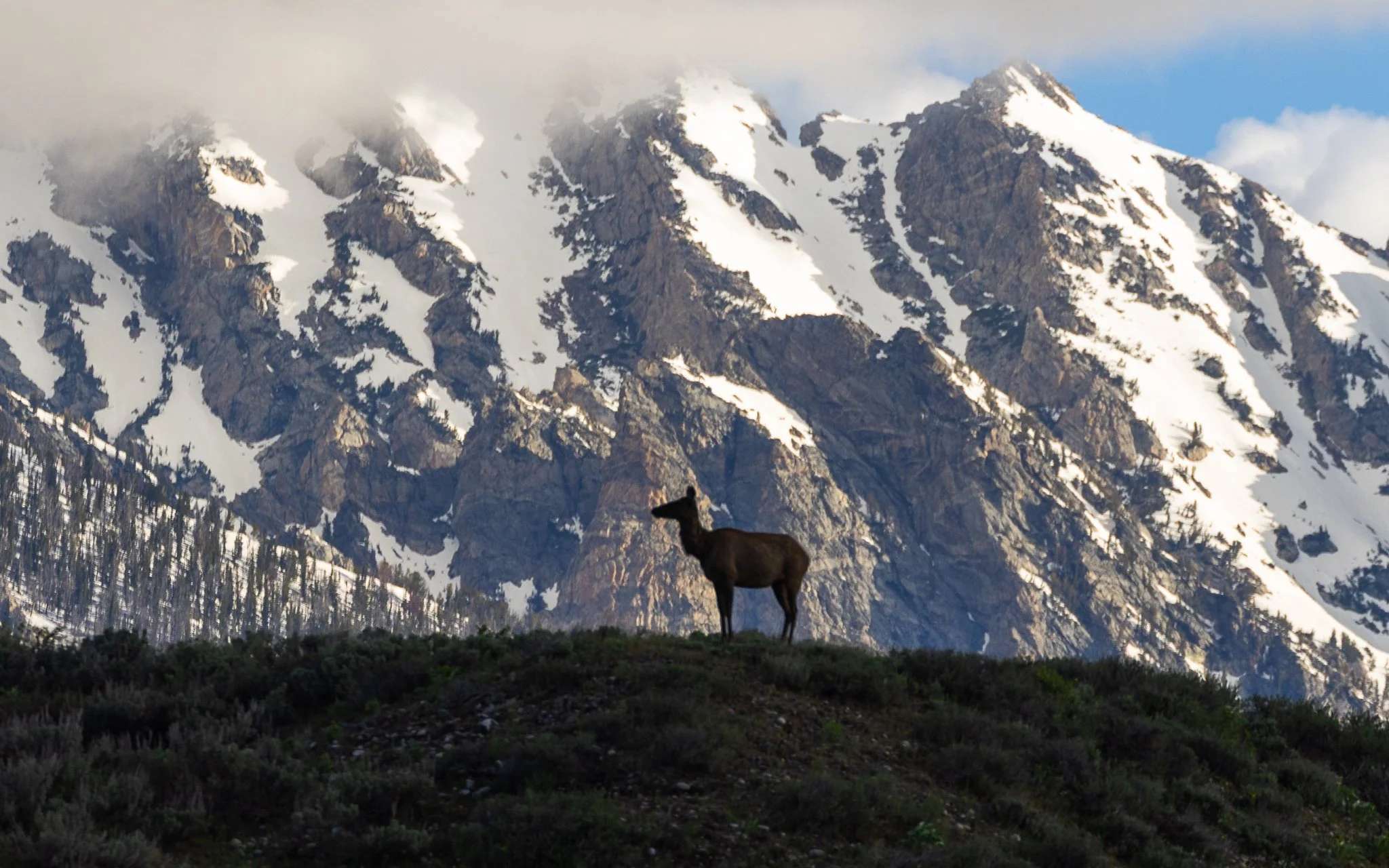 Web moose-88.jpg