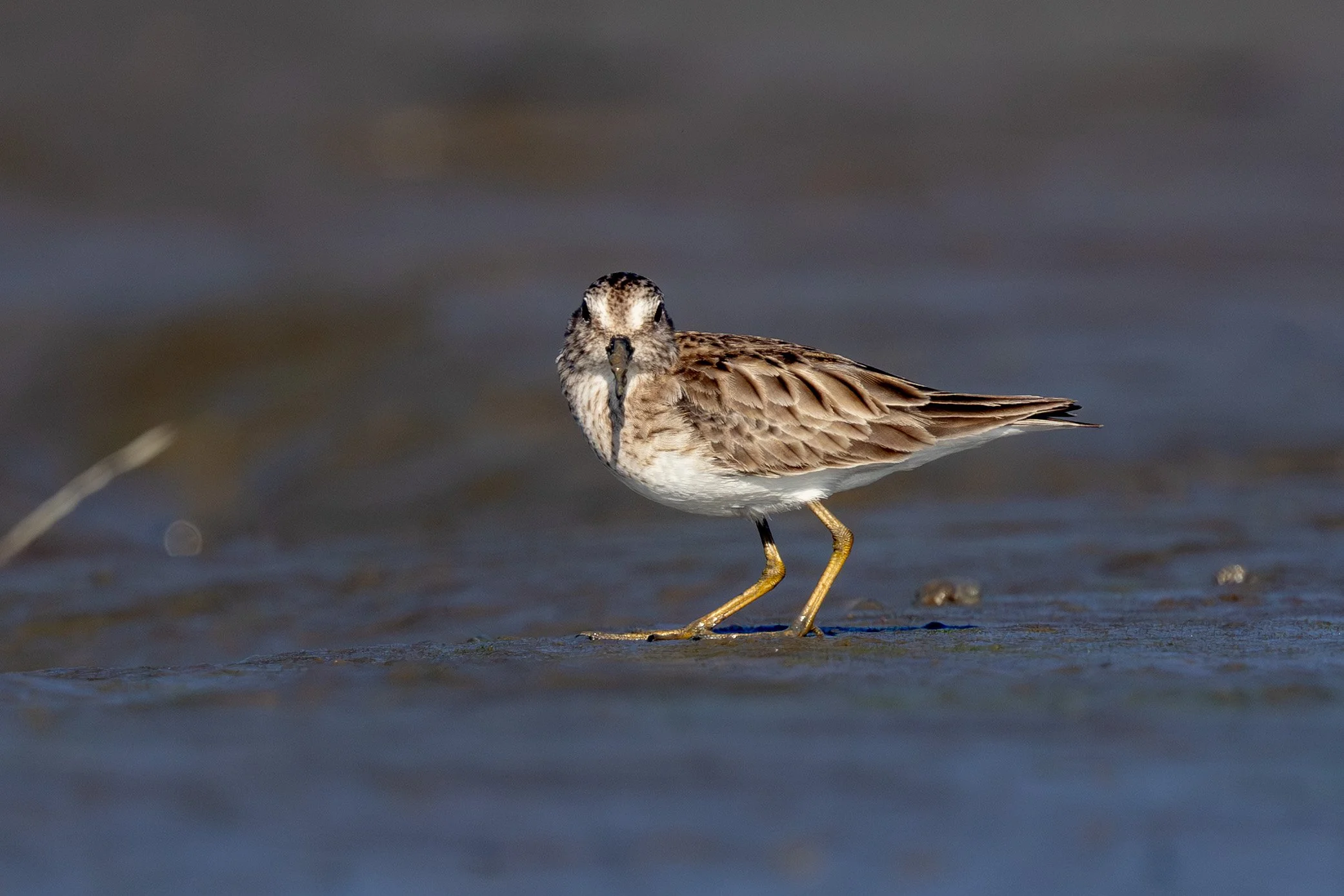 Least sandpiper