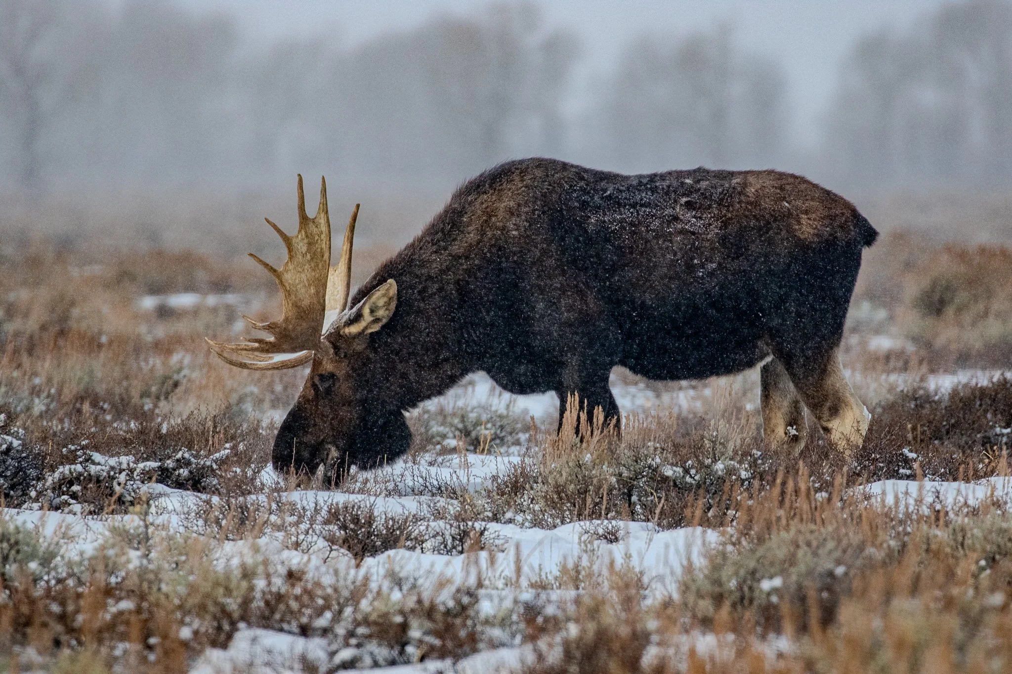 Web moose-08.jpg