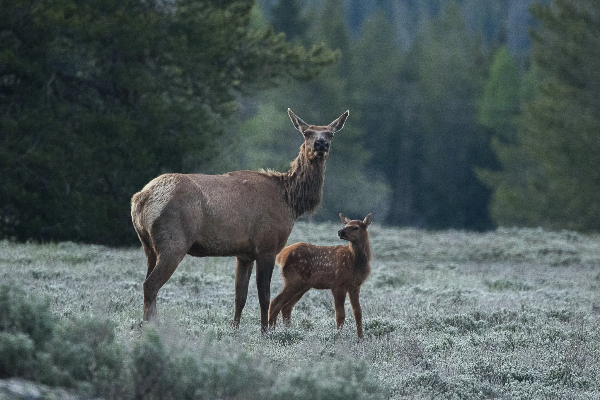 Web moose-78.jpg