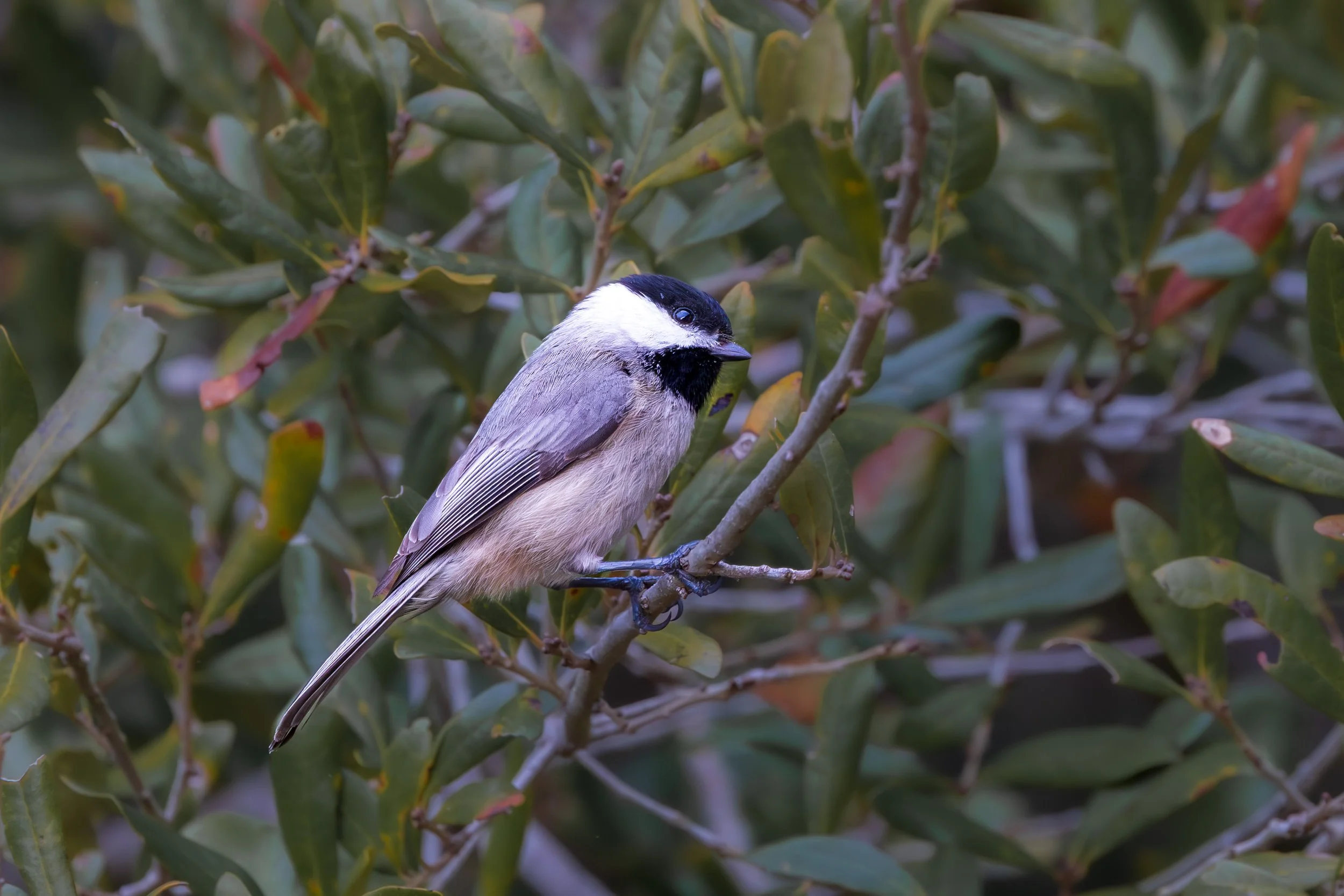 Carolina Chickadee 
