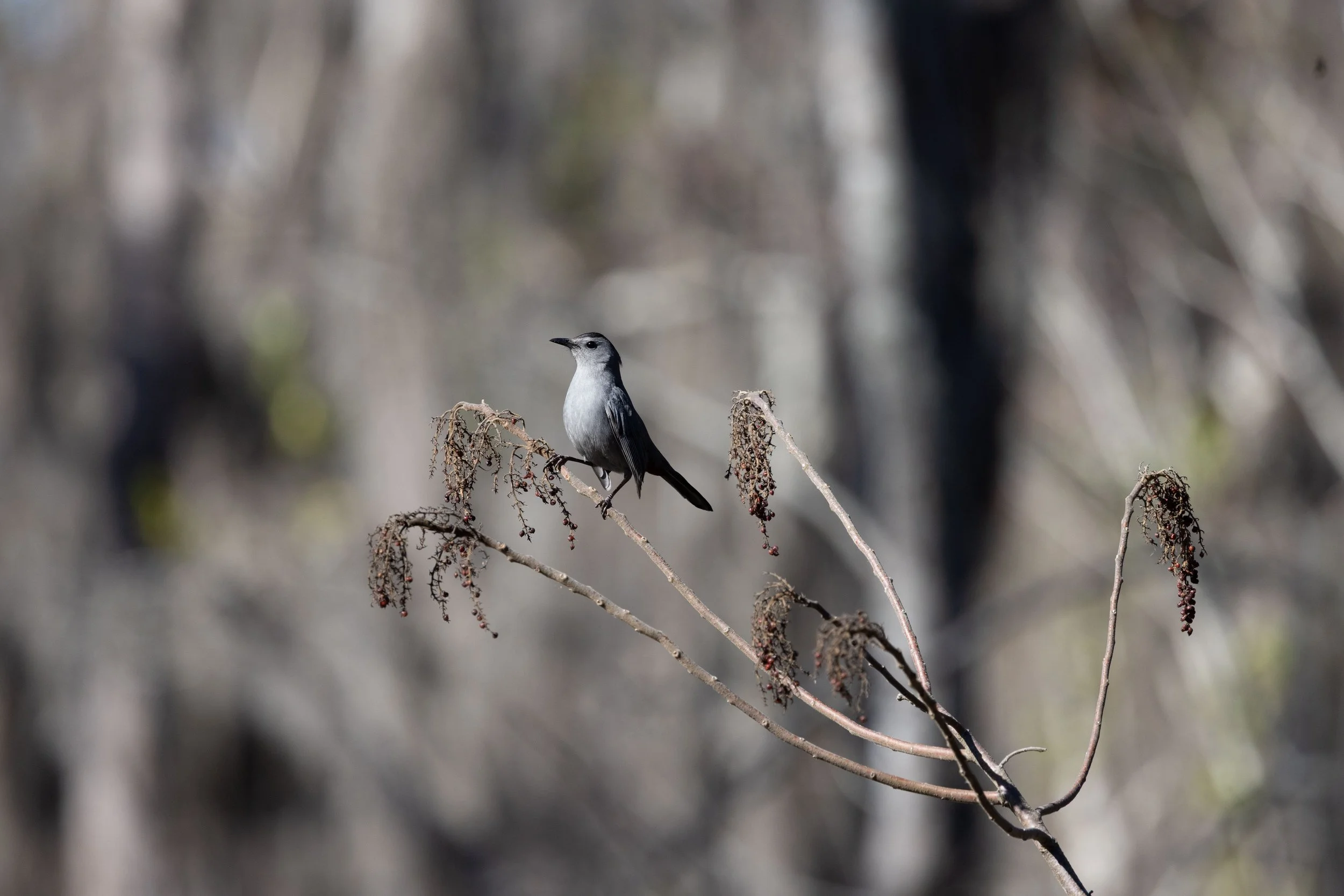 Nancy and Erik-14.jpg