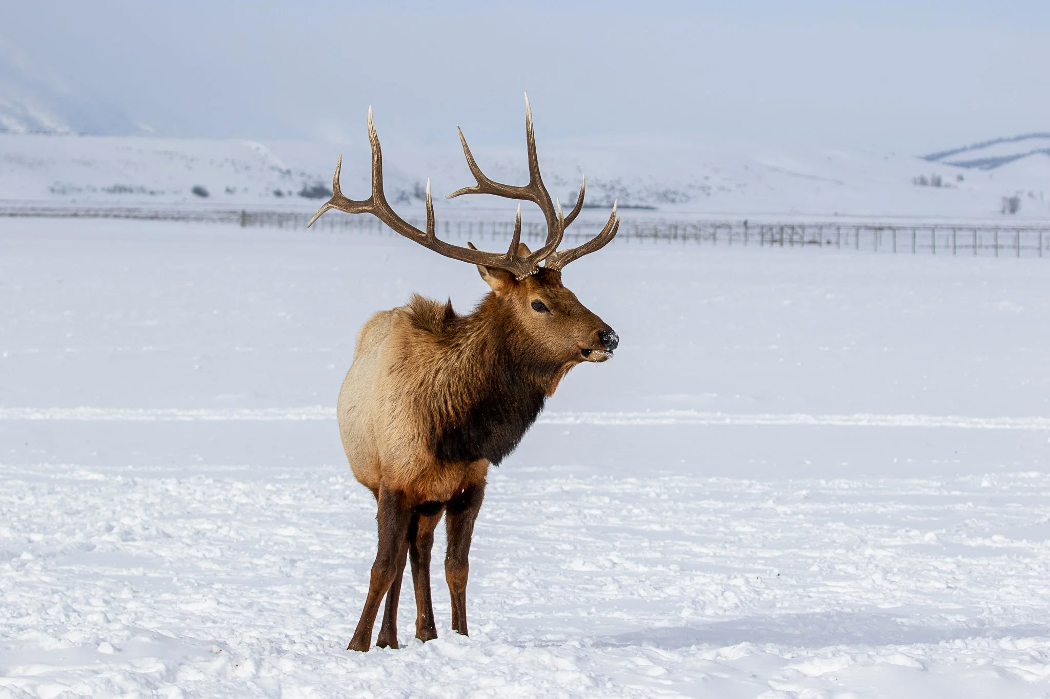 Web moose-91.jpg