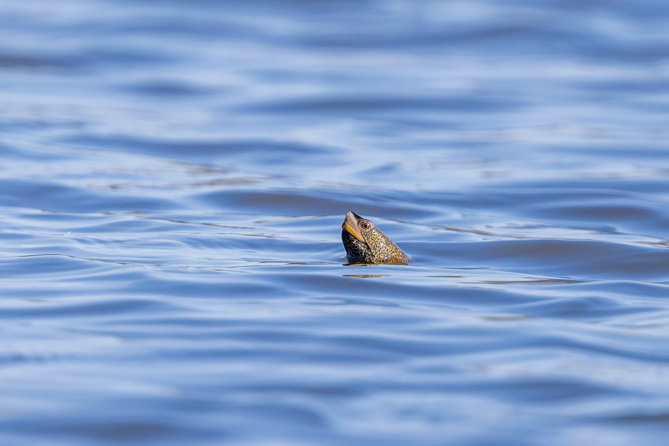 Diamondback Terrapin 