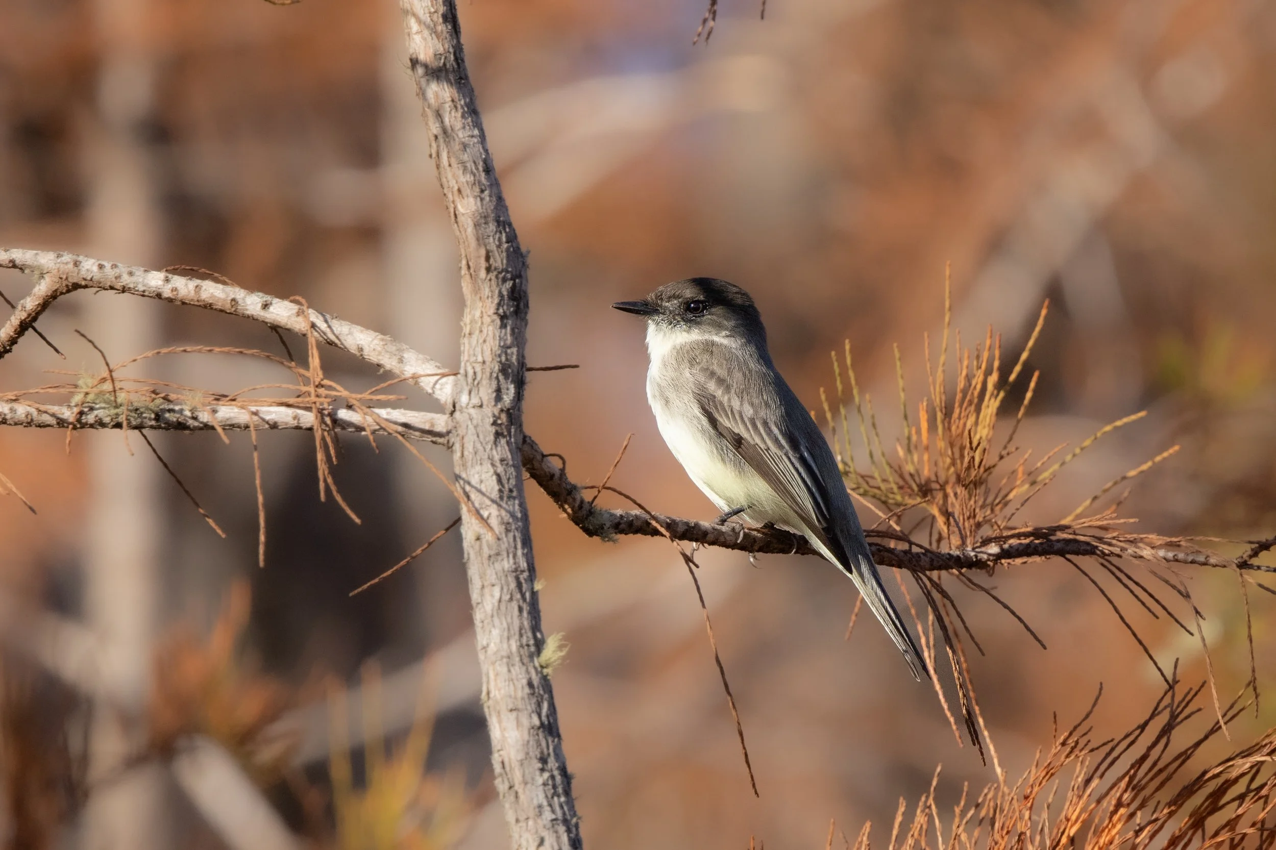 Eastern Phoebe