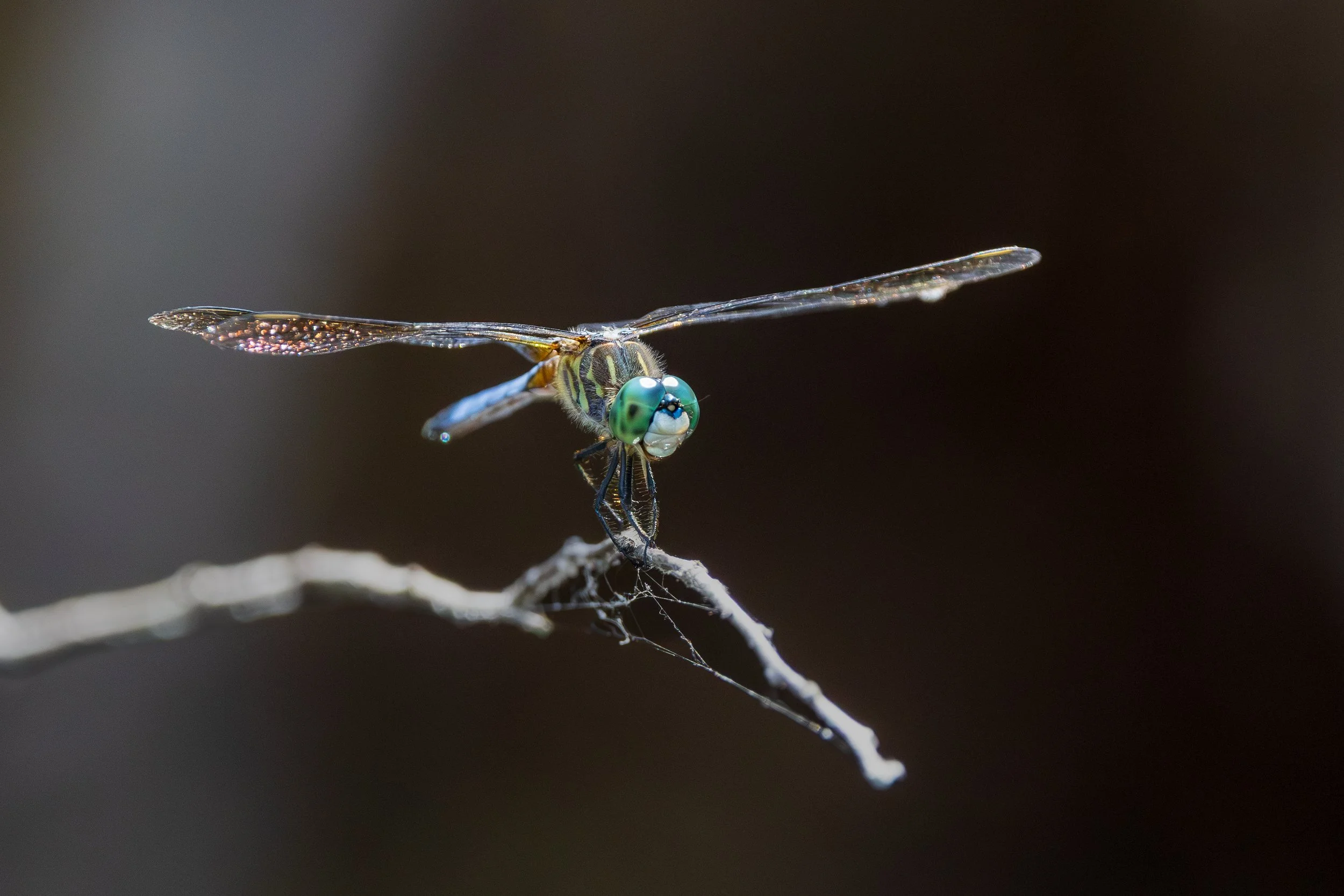 UNK Dragonfly