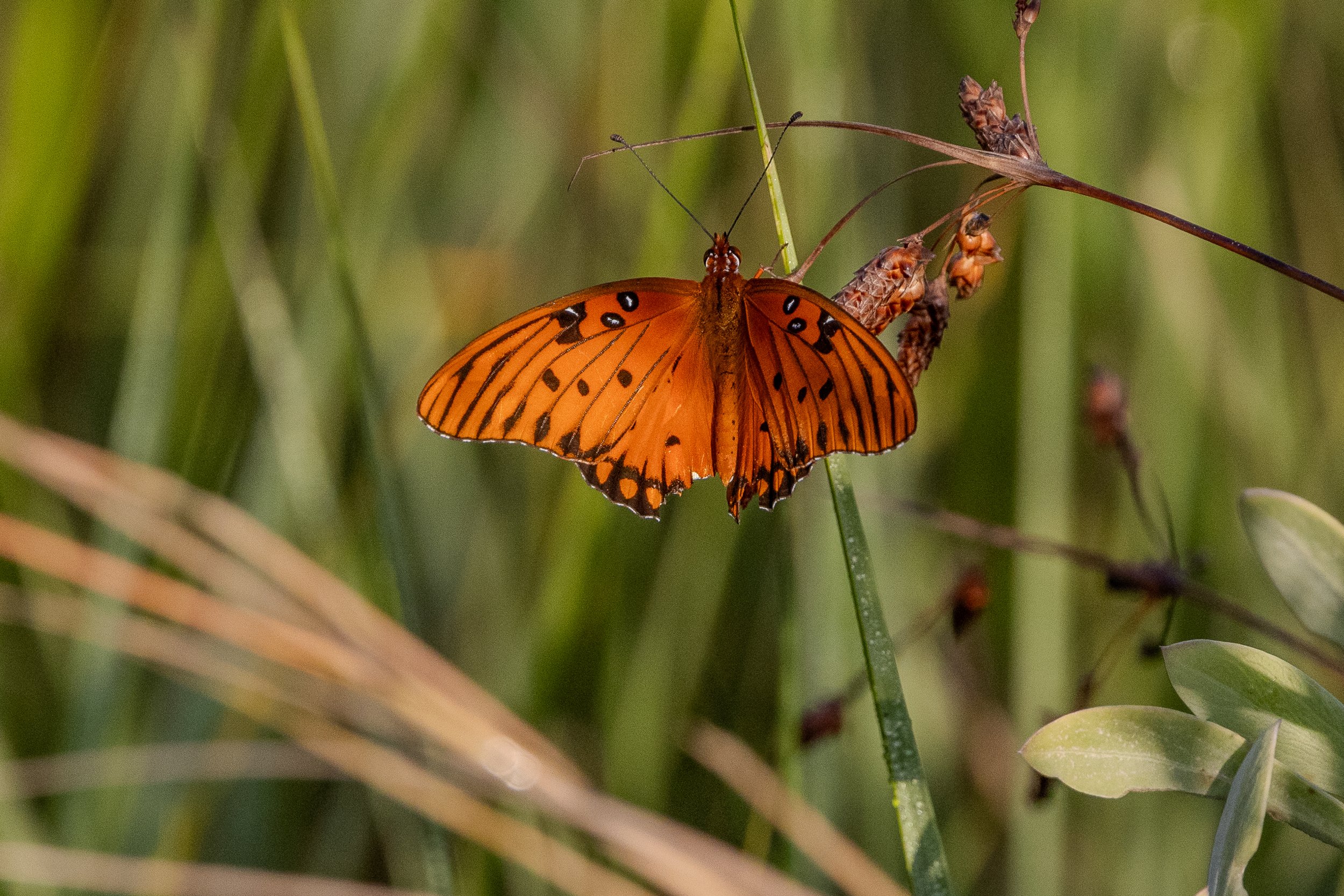 Gulf Fritillary 