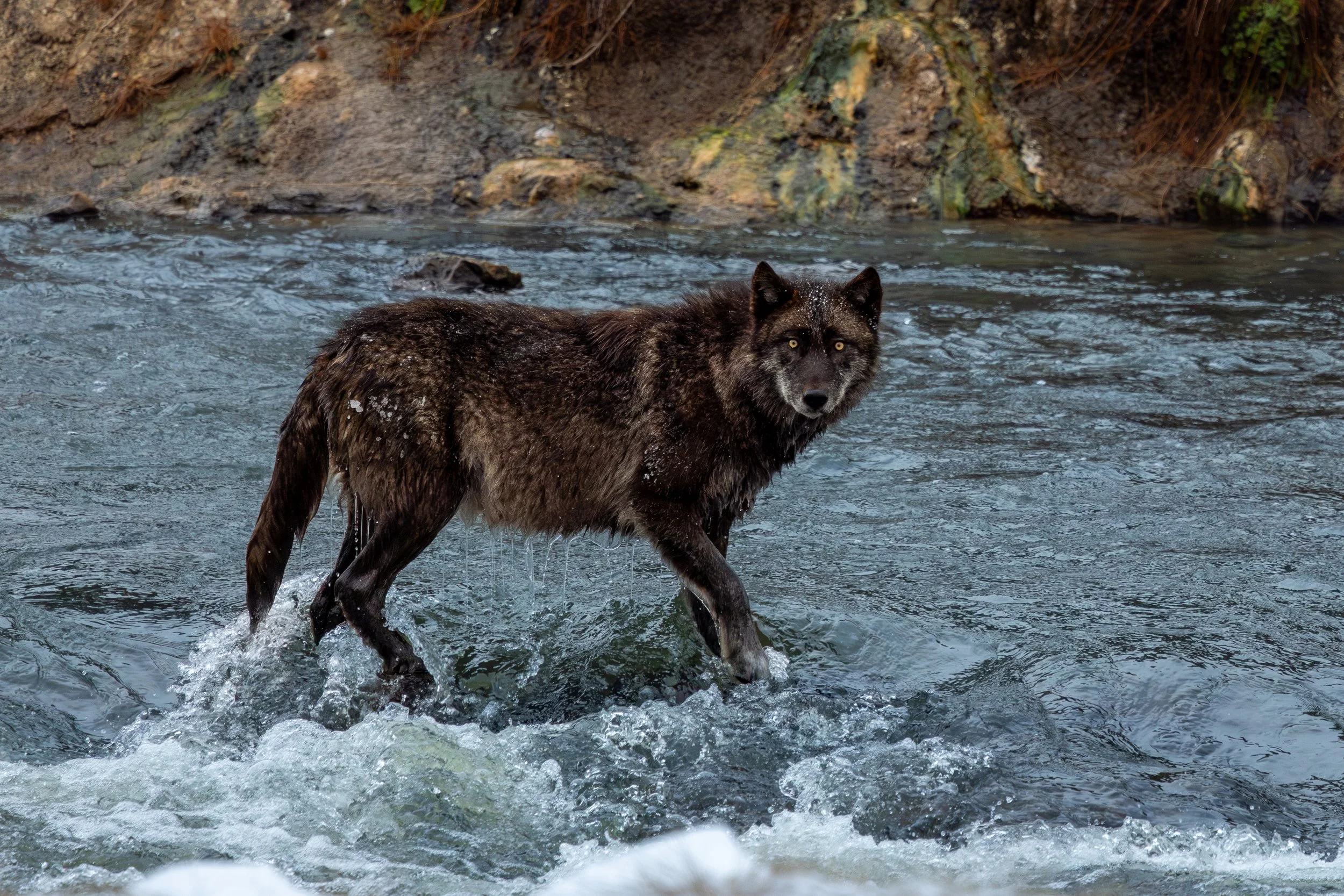 Wolf -1.jpg