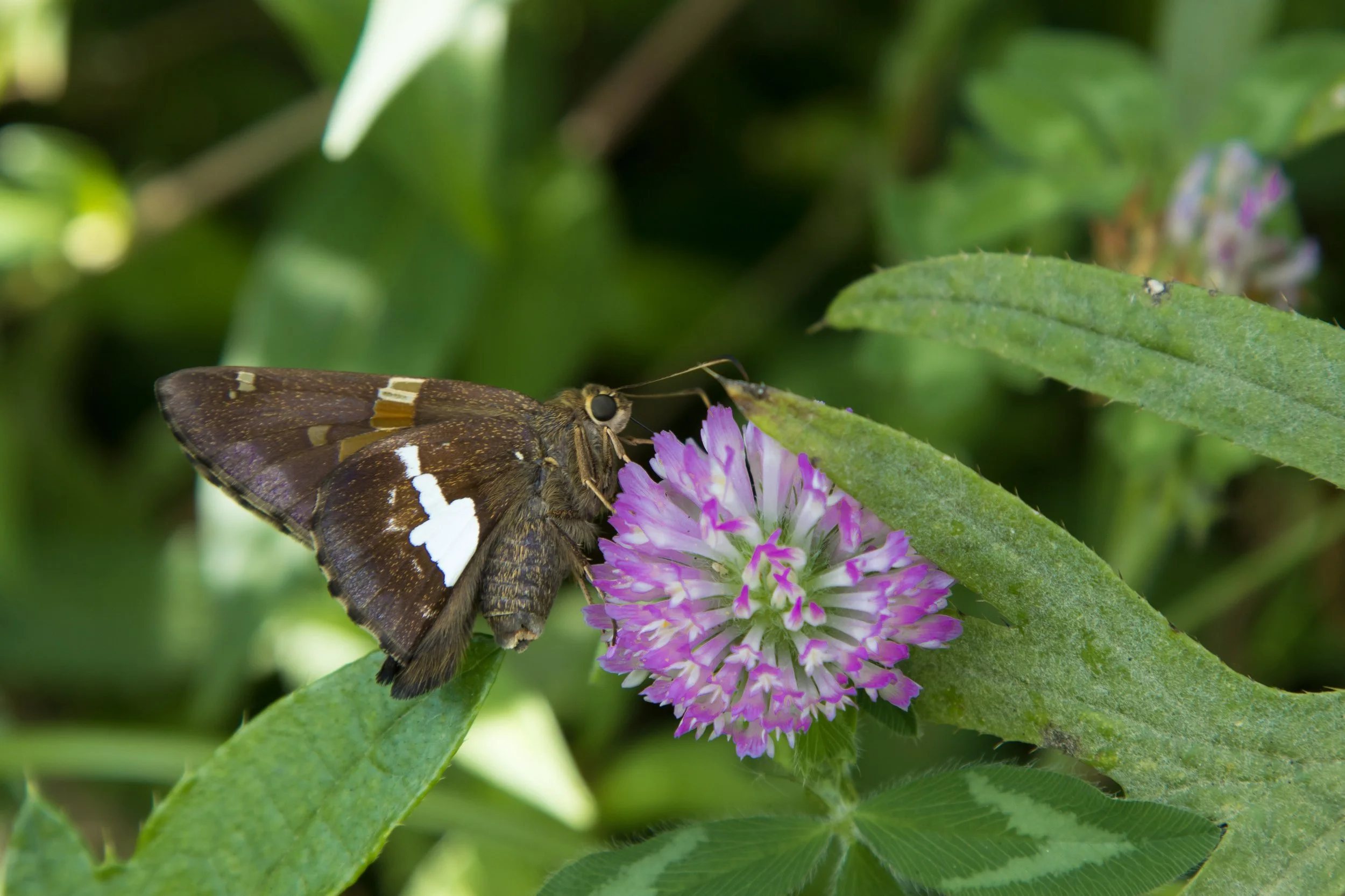 Silver-spotted Skipper (Epargyrus claris)
