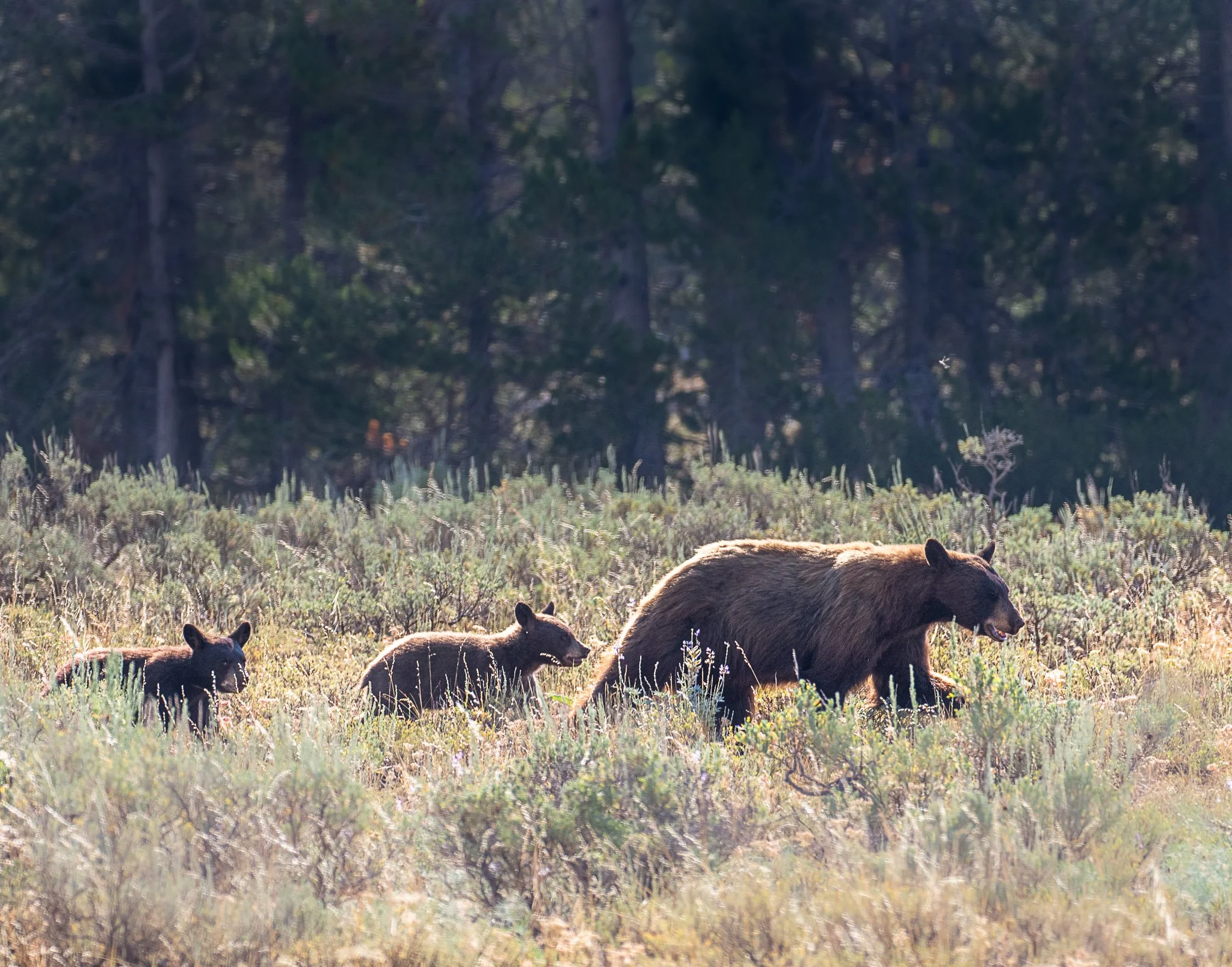 Web moose-150.jpg