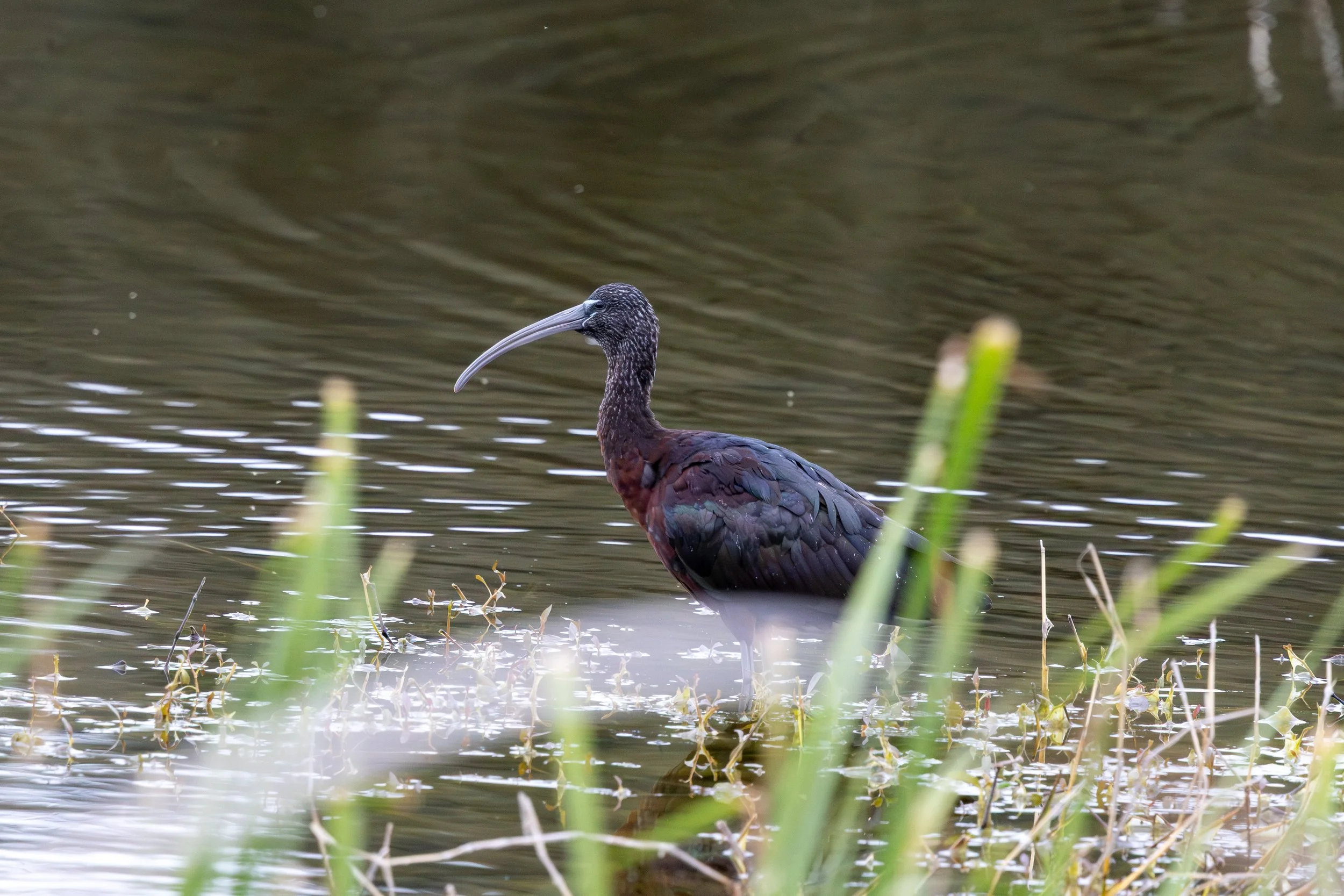 Glossy Ibis 