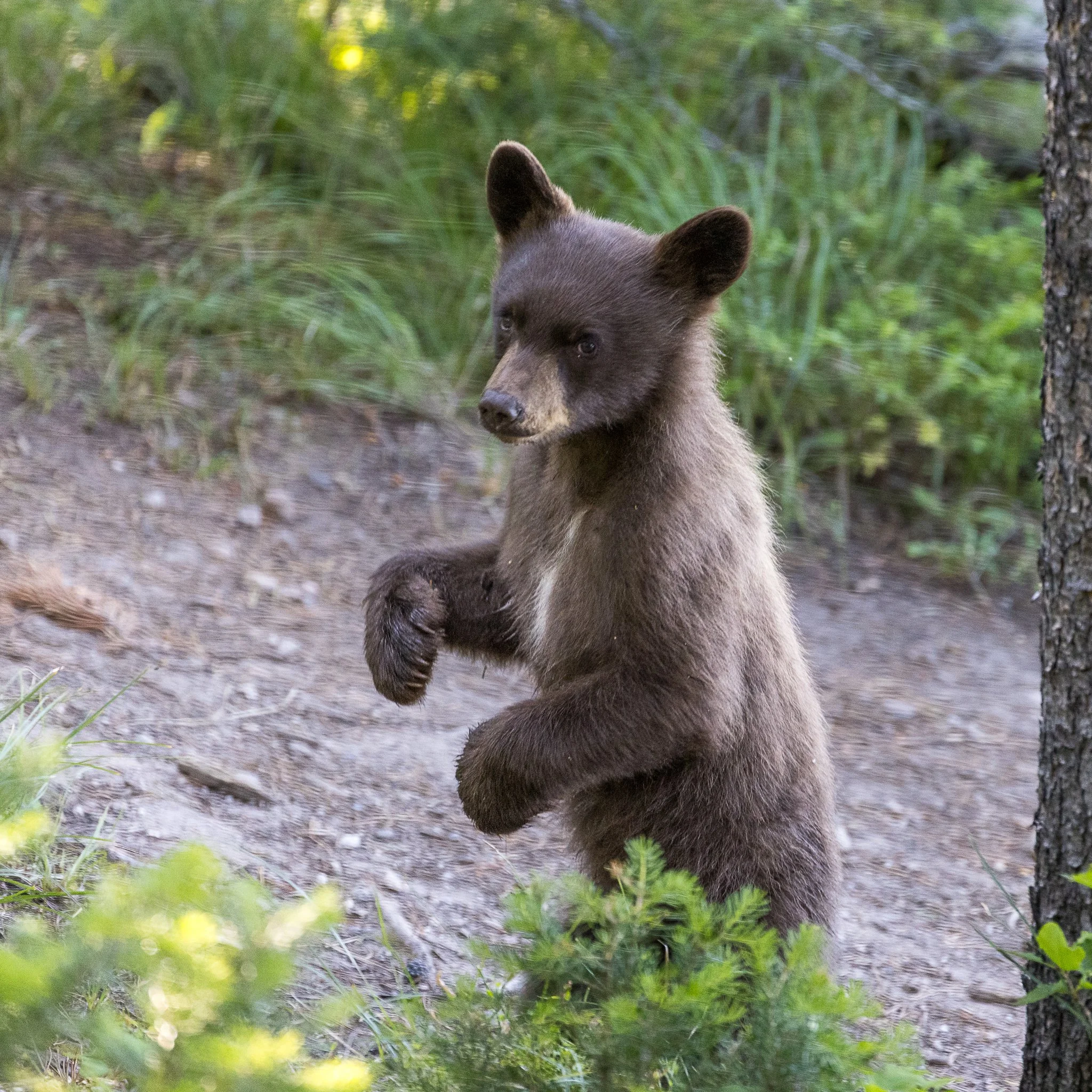Web moose-153.jpg