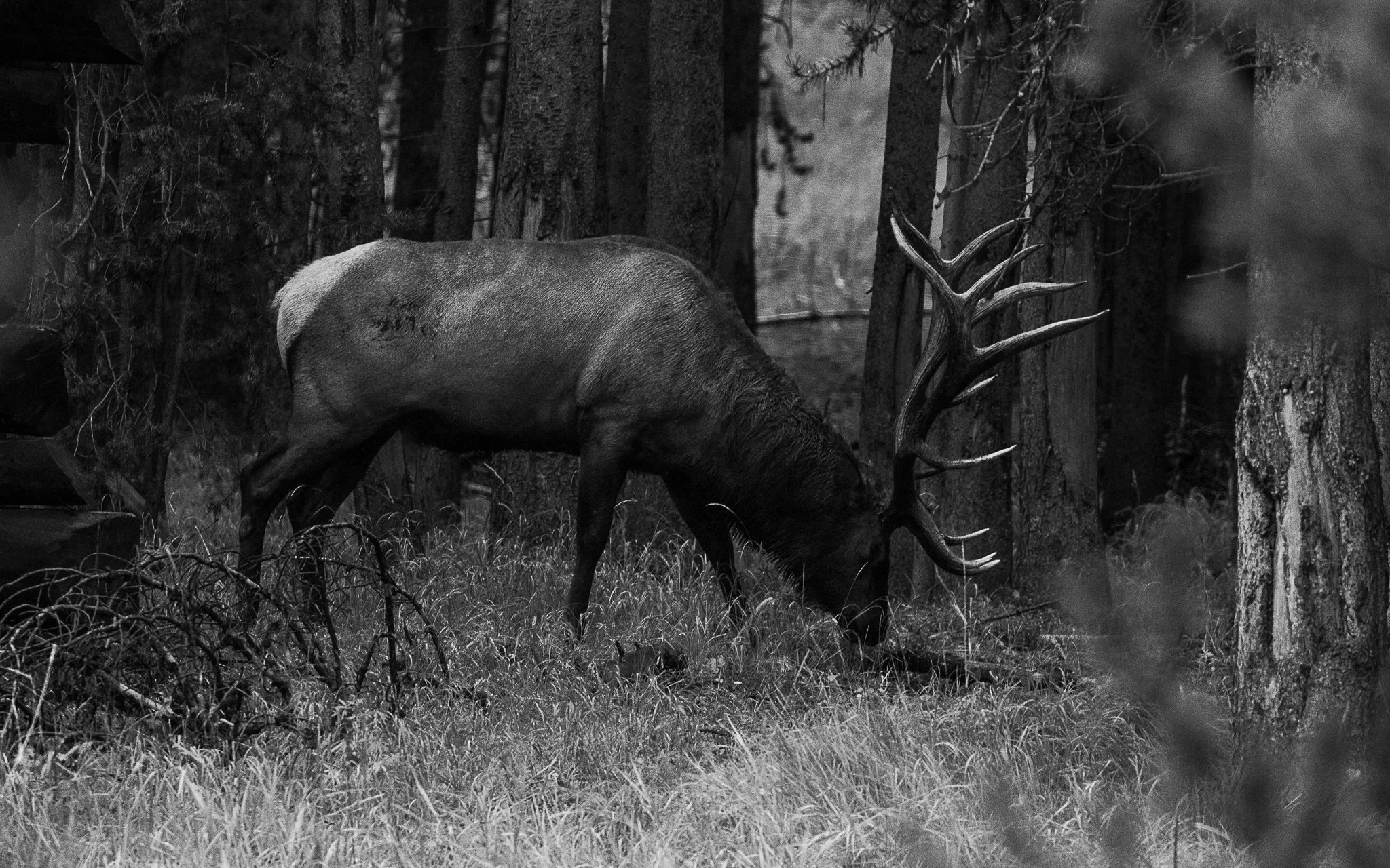 Web moose-98.jpg