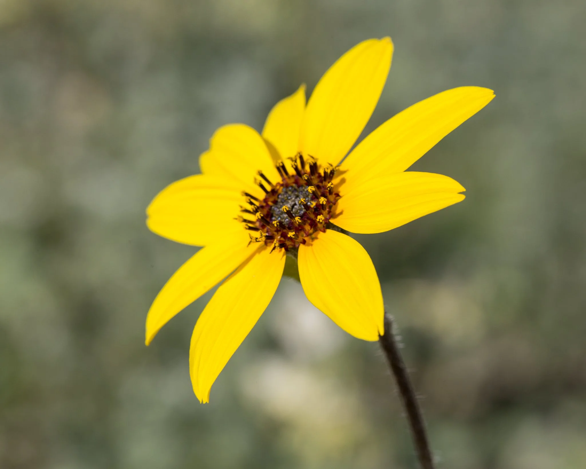 Daisy