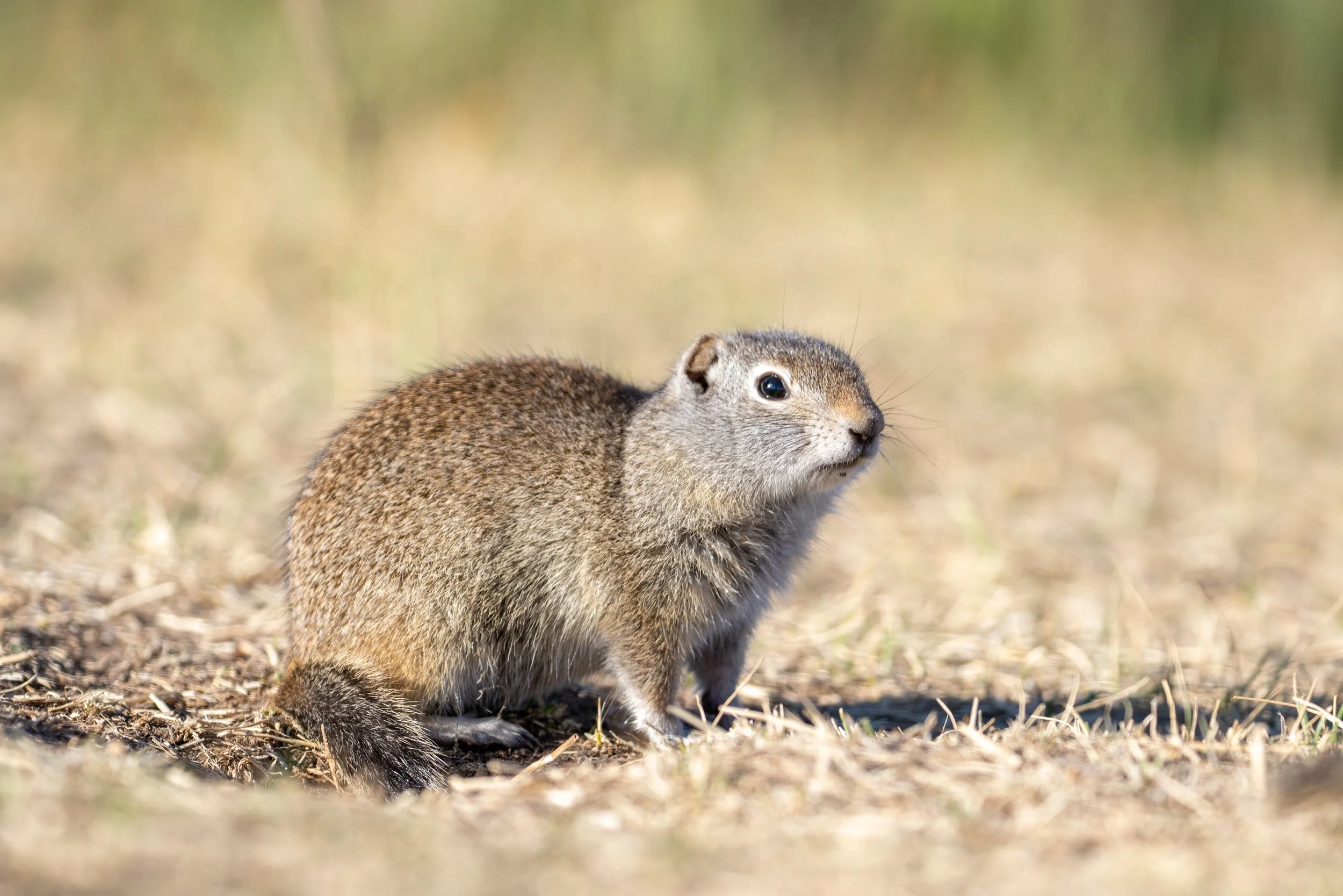 Uinta Ground Squirrel