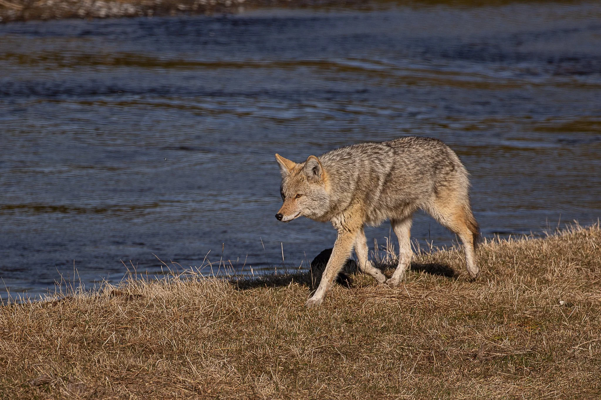 Coyote prowls the Madison River