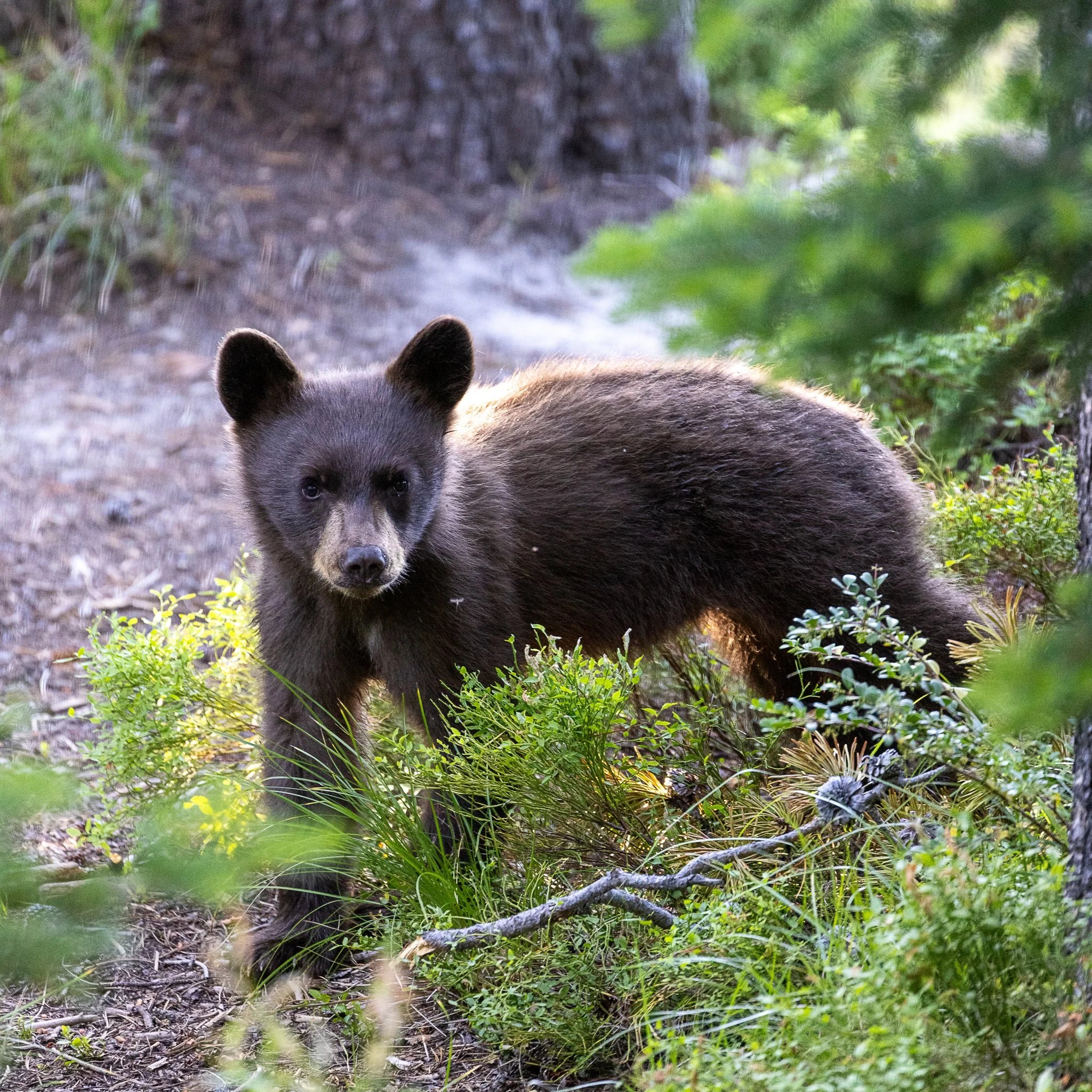 Web moose-154.jpg