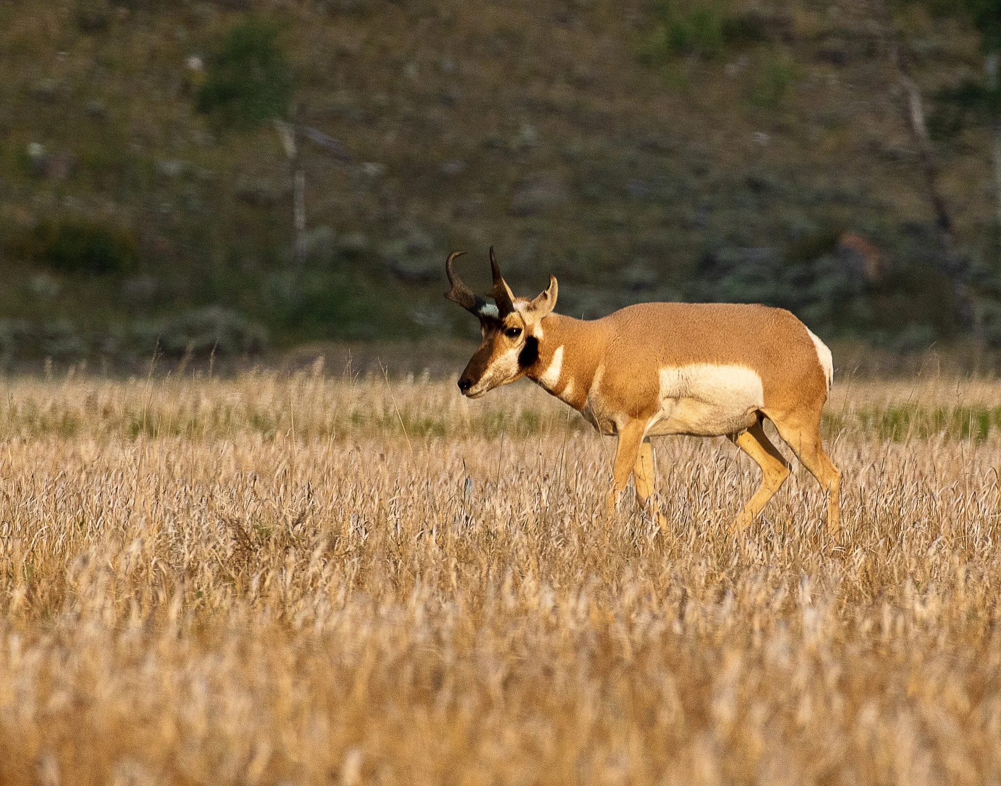 Web moose-74.jpg