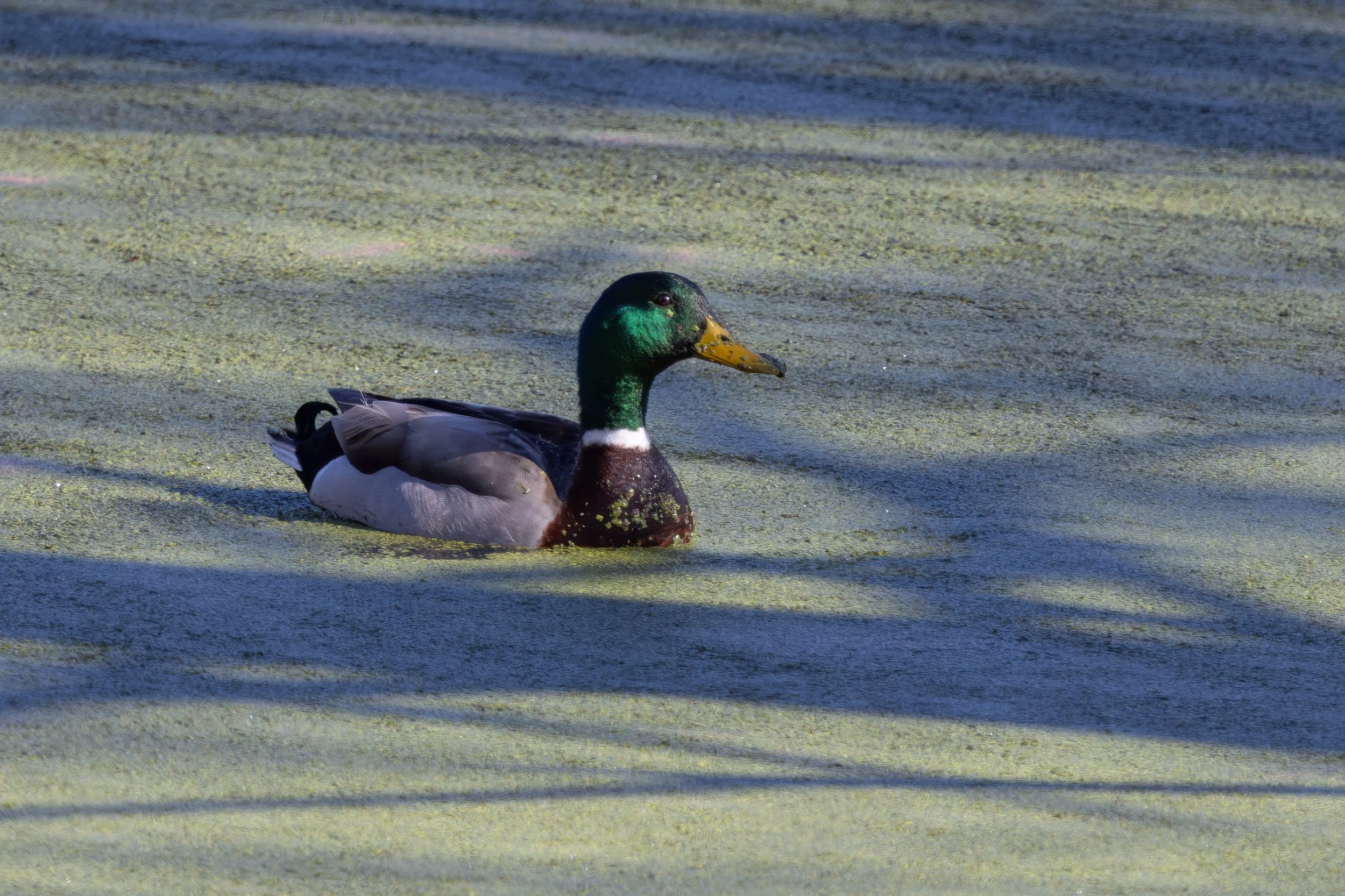 Mallard