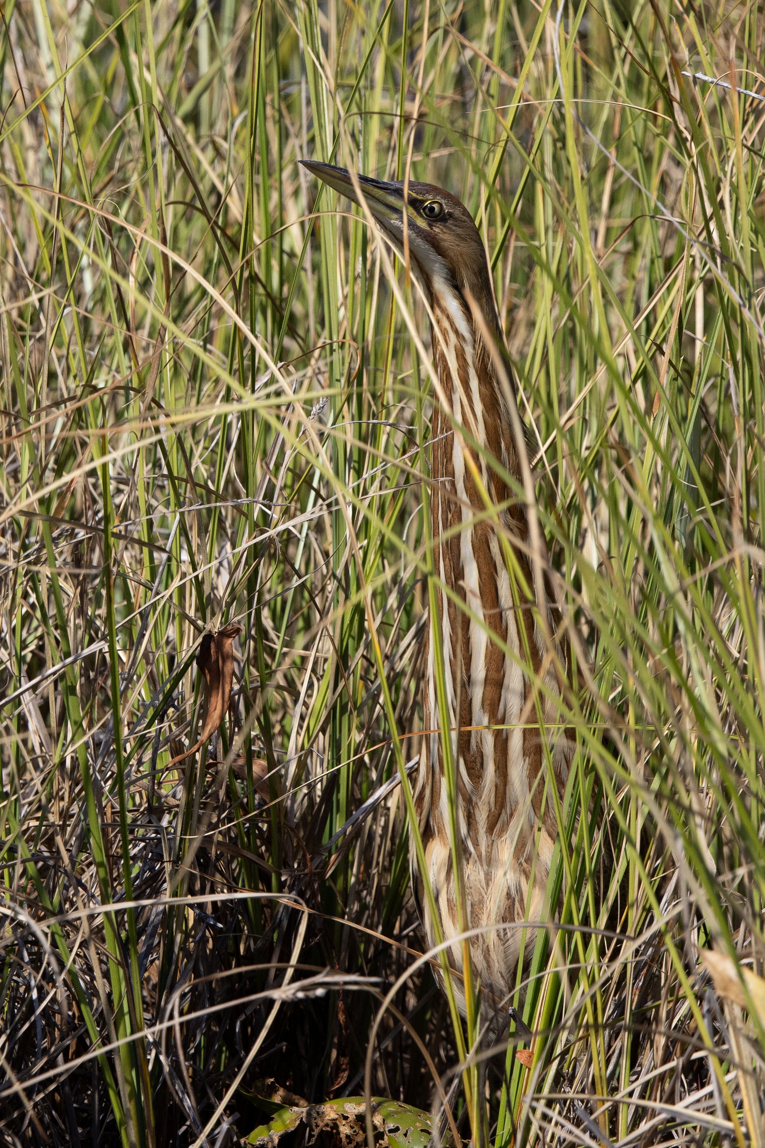 American Bittern