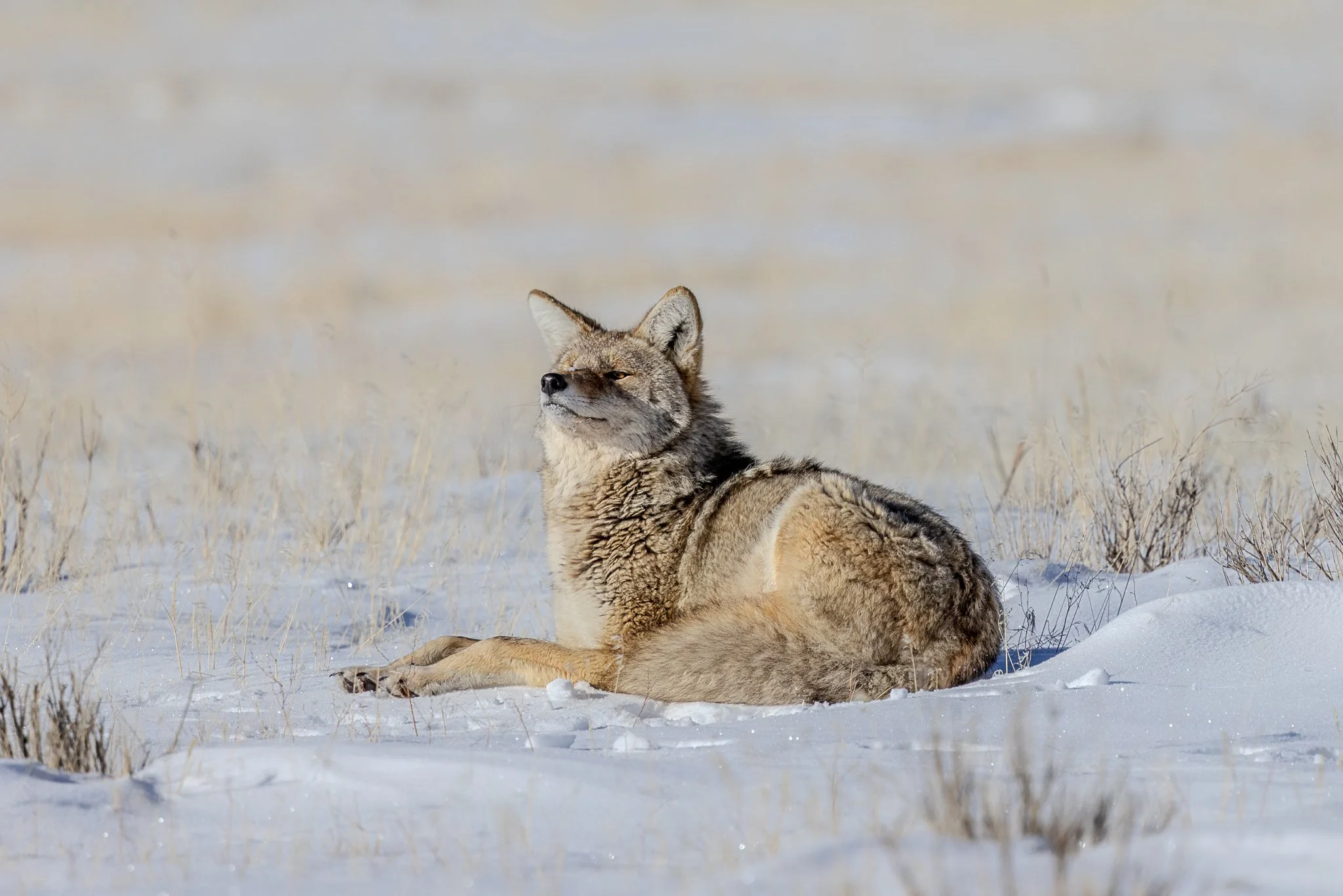 Basking coyote
