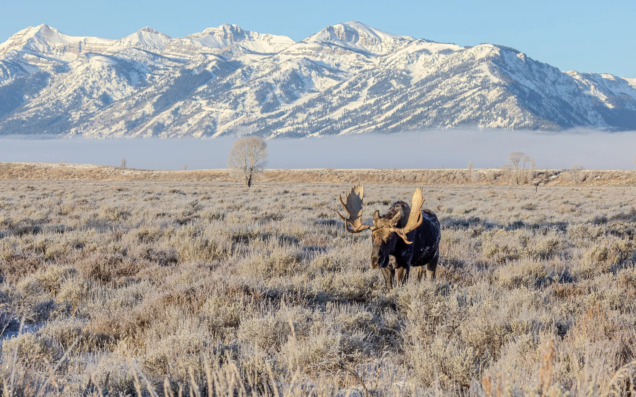 Web moose-05.jpg