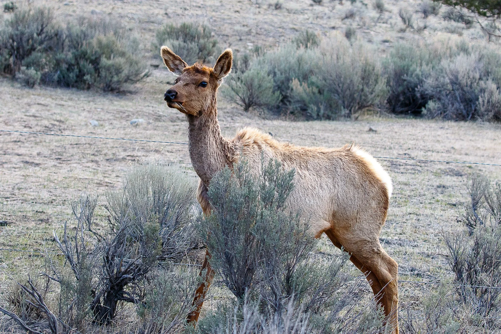 Web moose-100.jpg