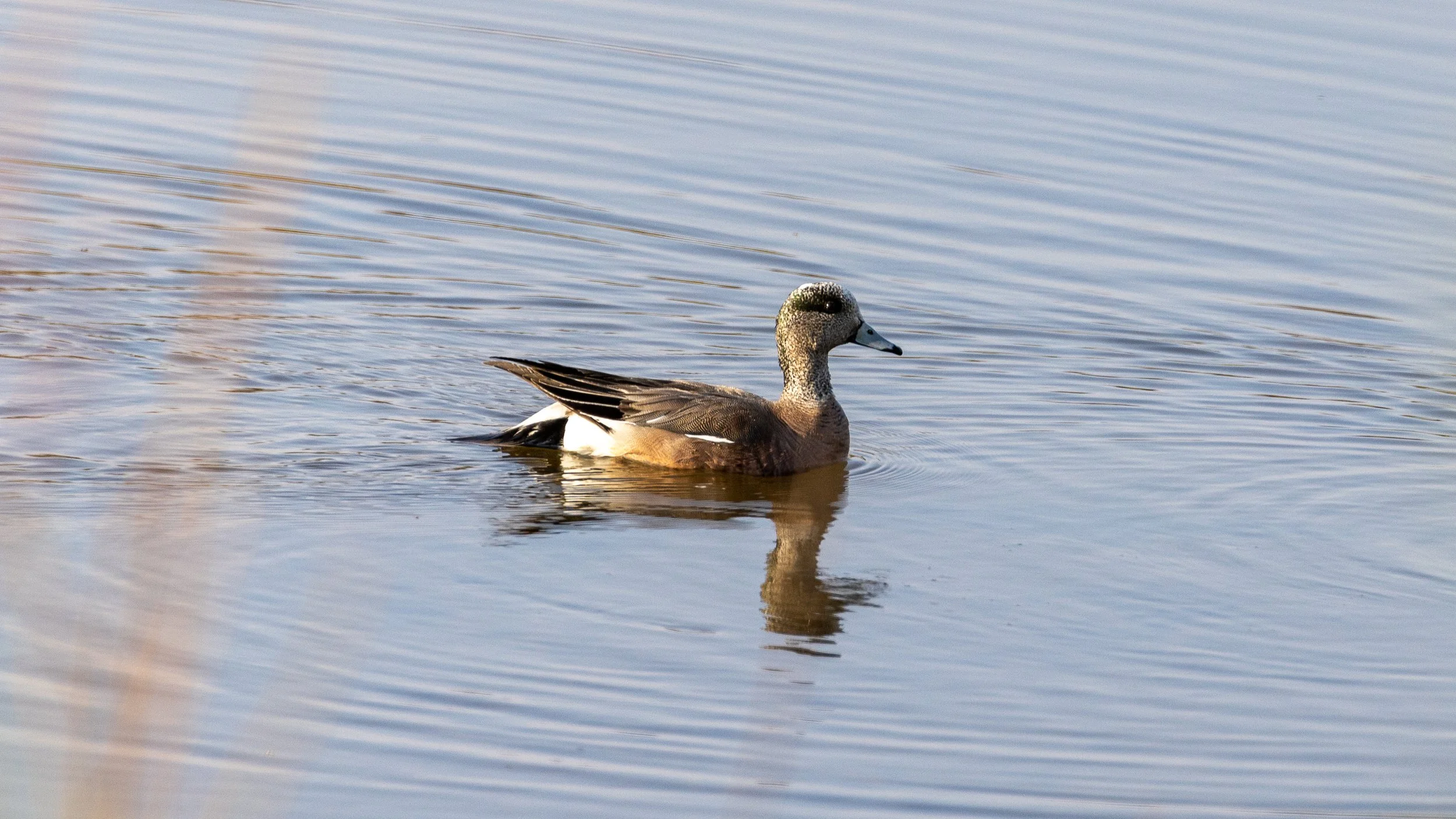 American Widgeon