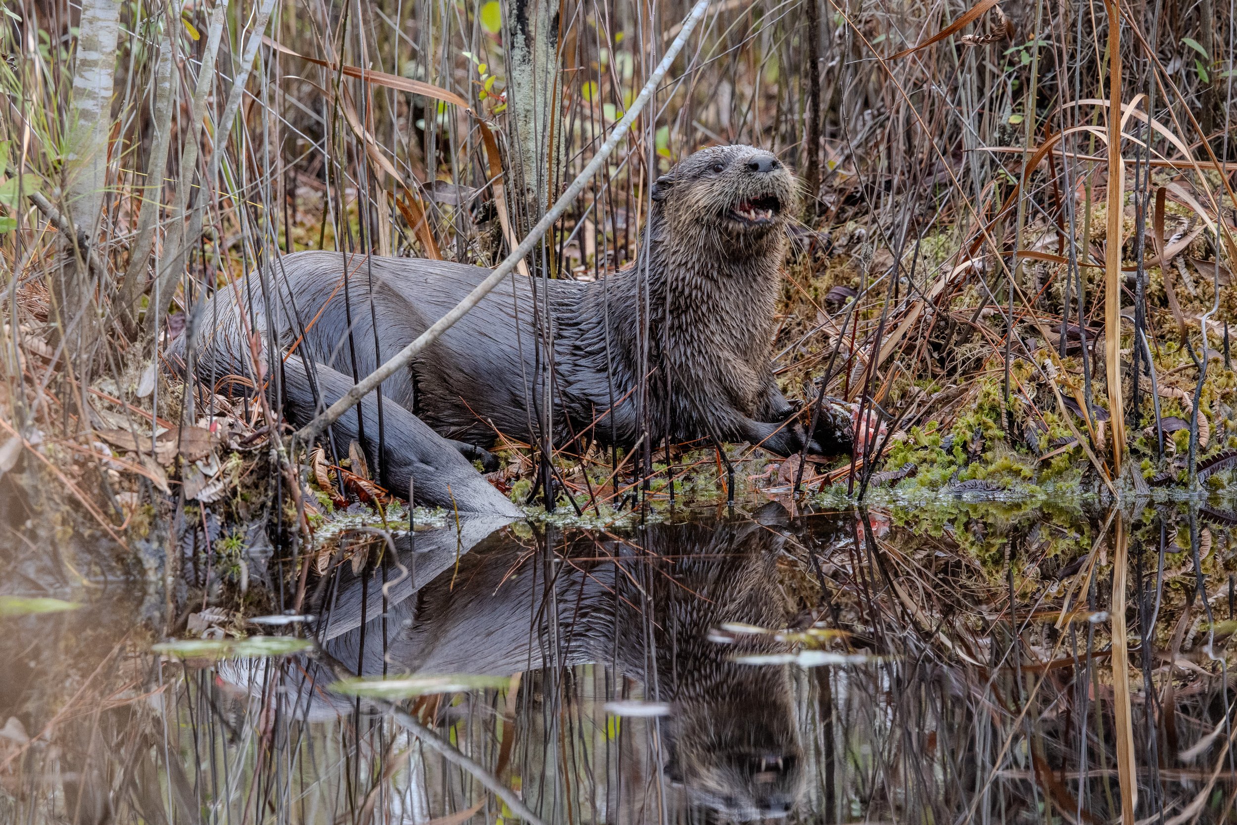River Otter