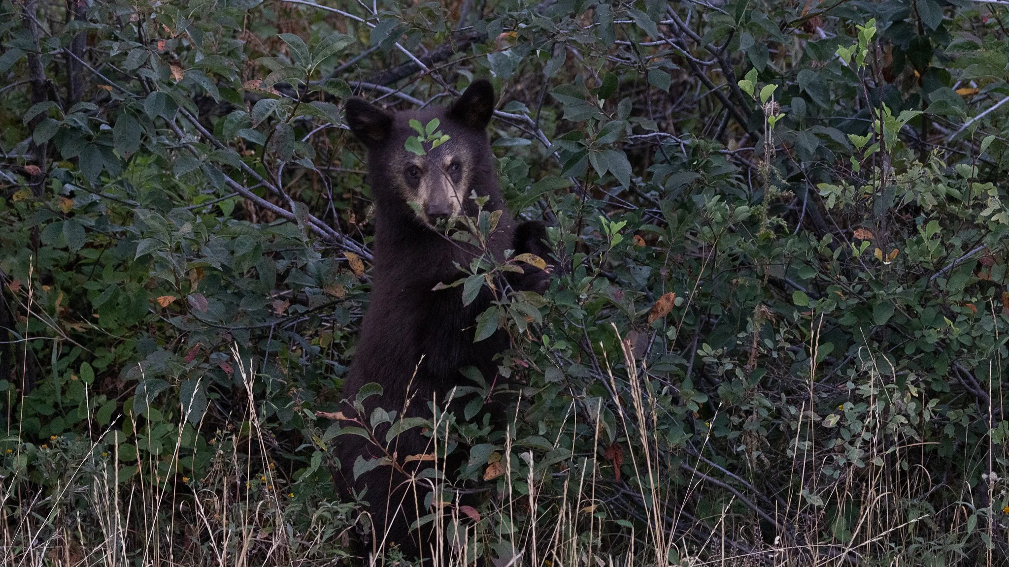 Web moose-151.jpg