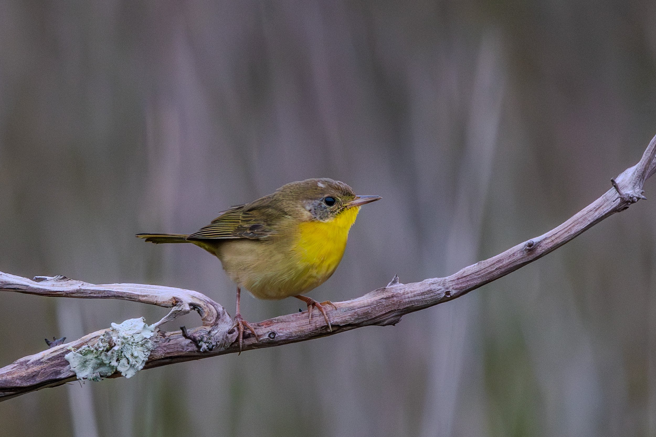 Palm Warbler