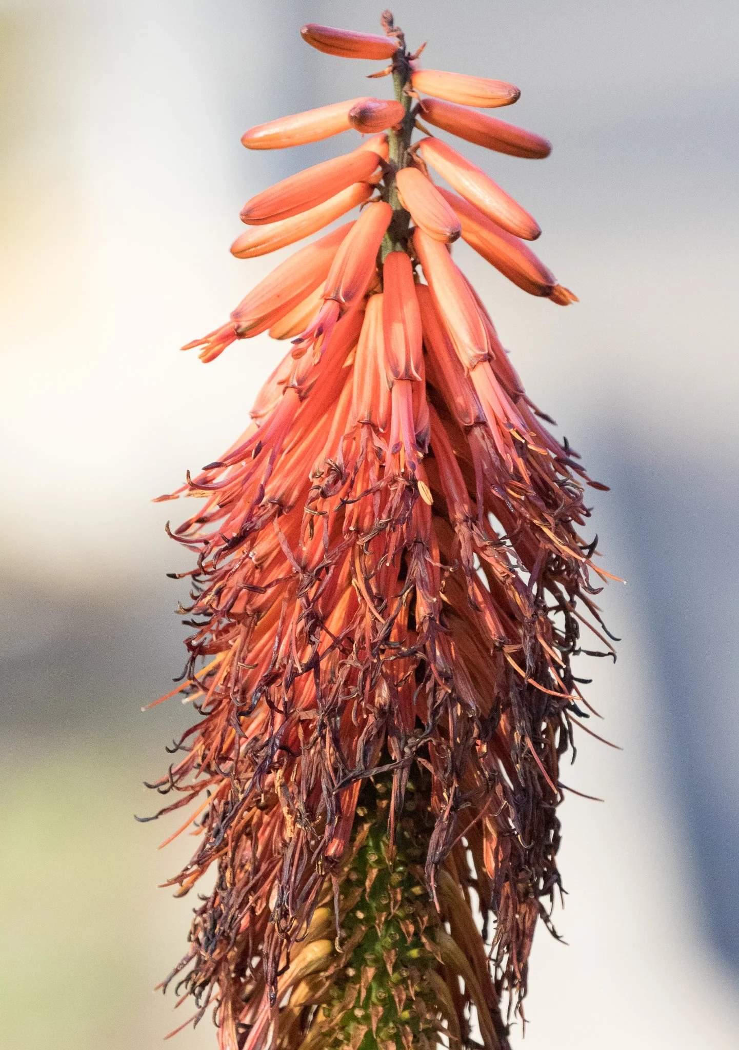 Ocotillo