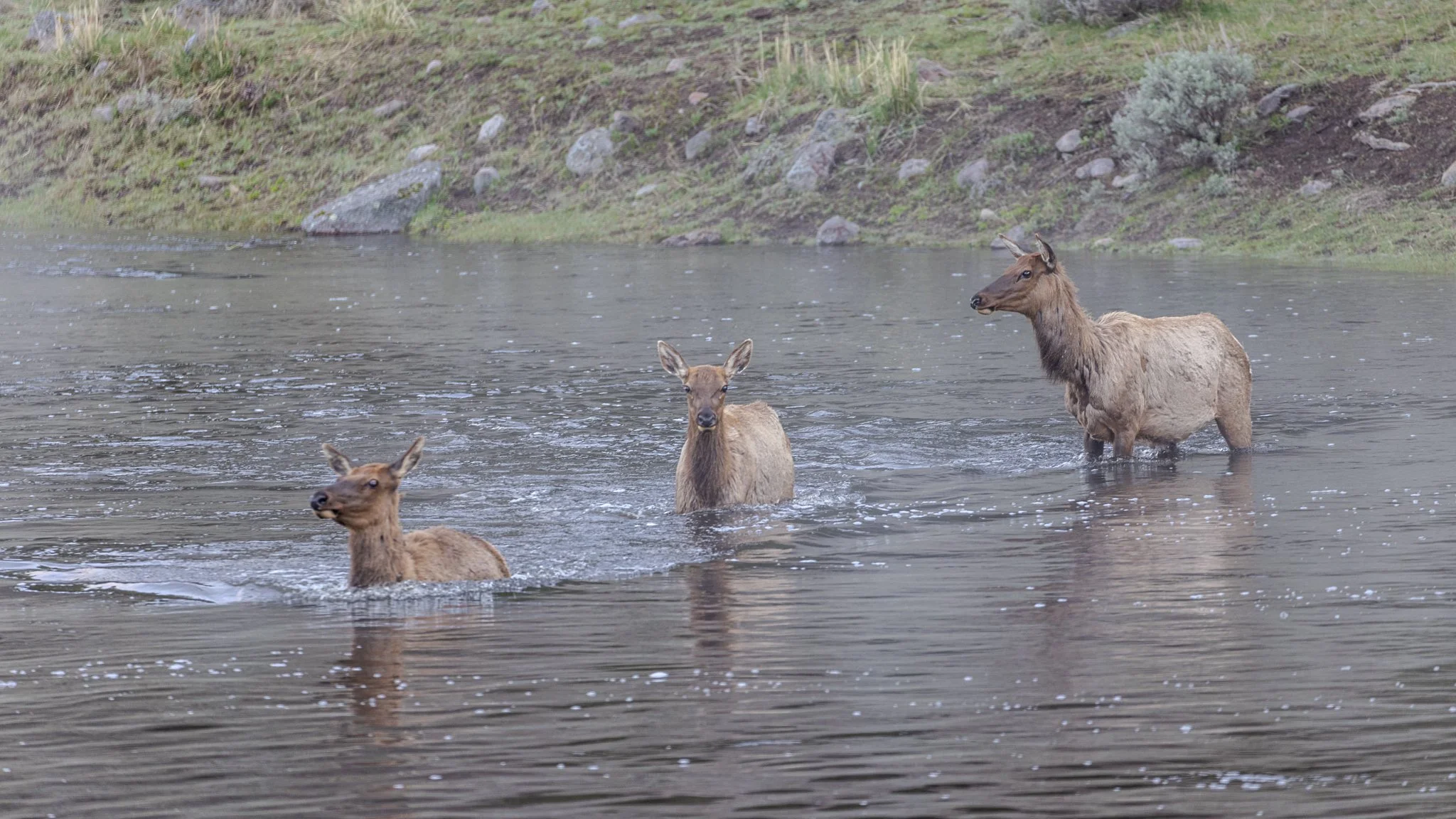 Web moose-84.jpg