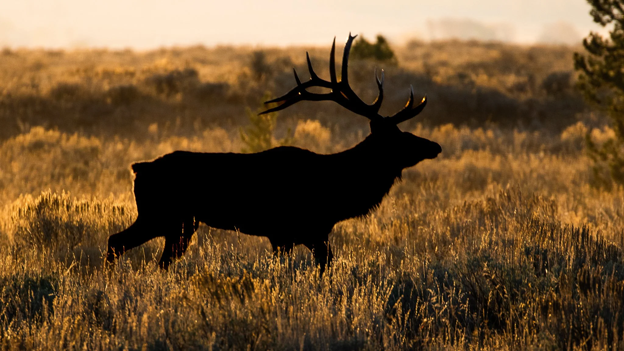 Web moose-96.jpg