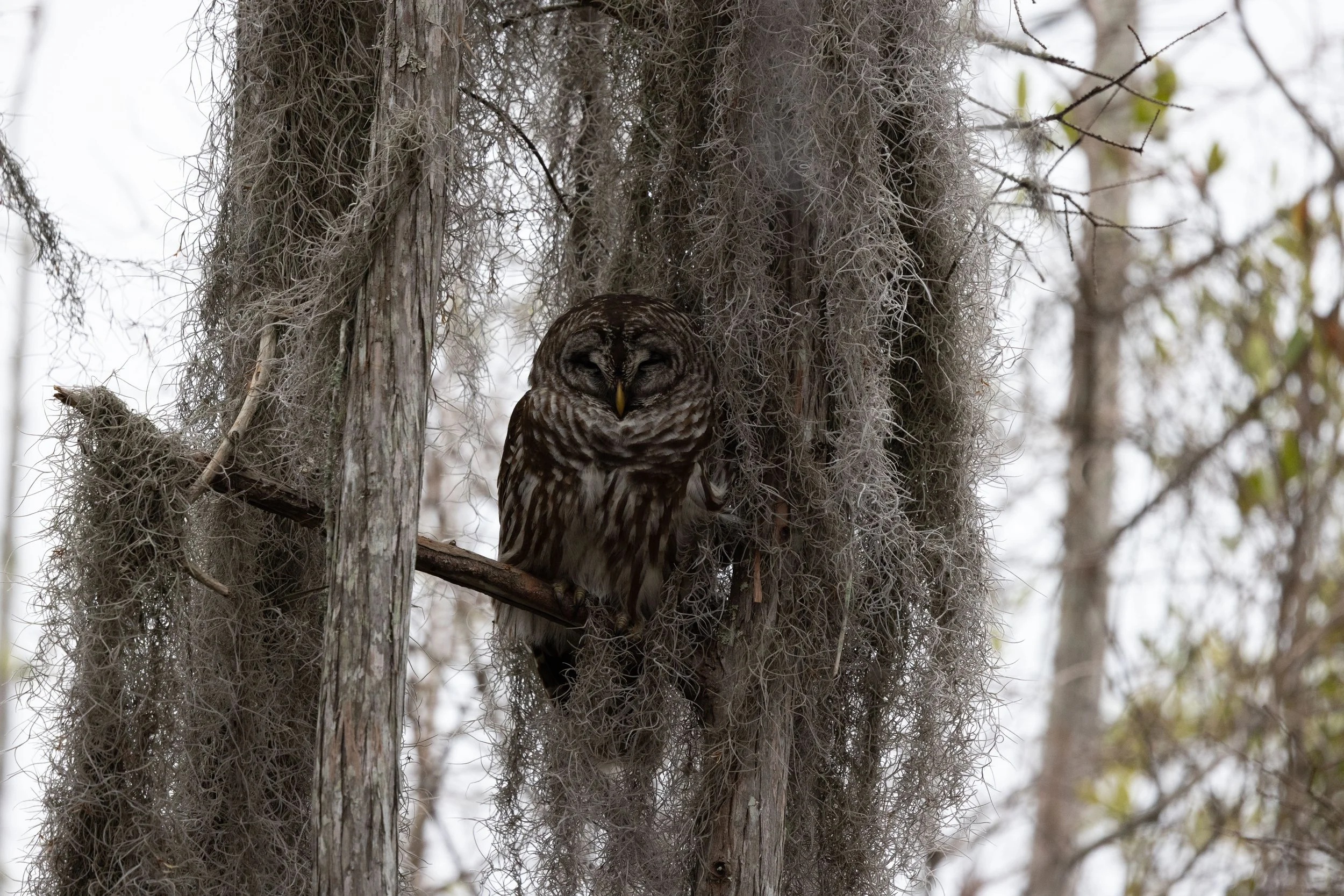 Nancy and Erik-01.jpg