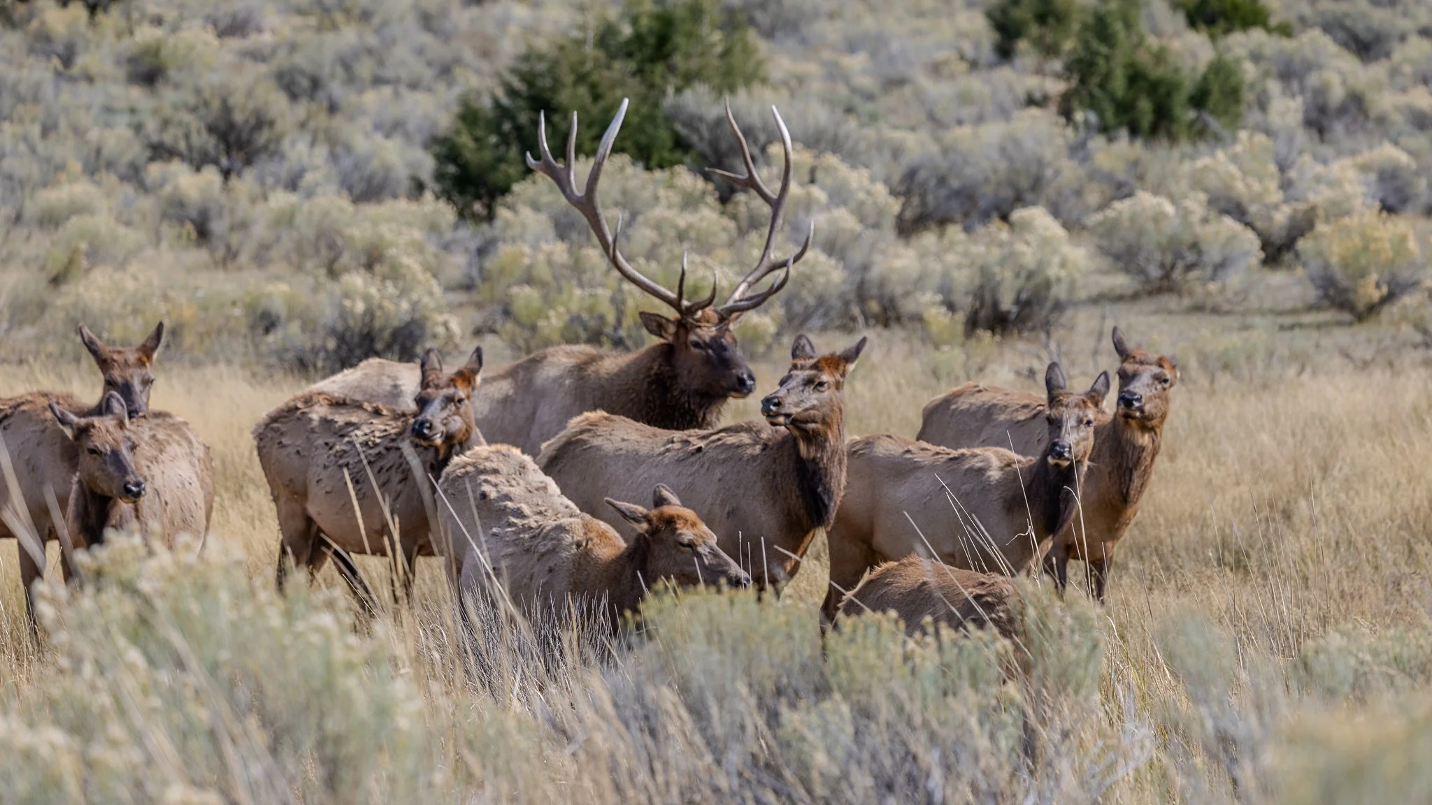 Web moose-87.jpg