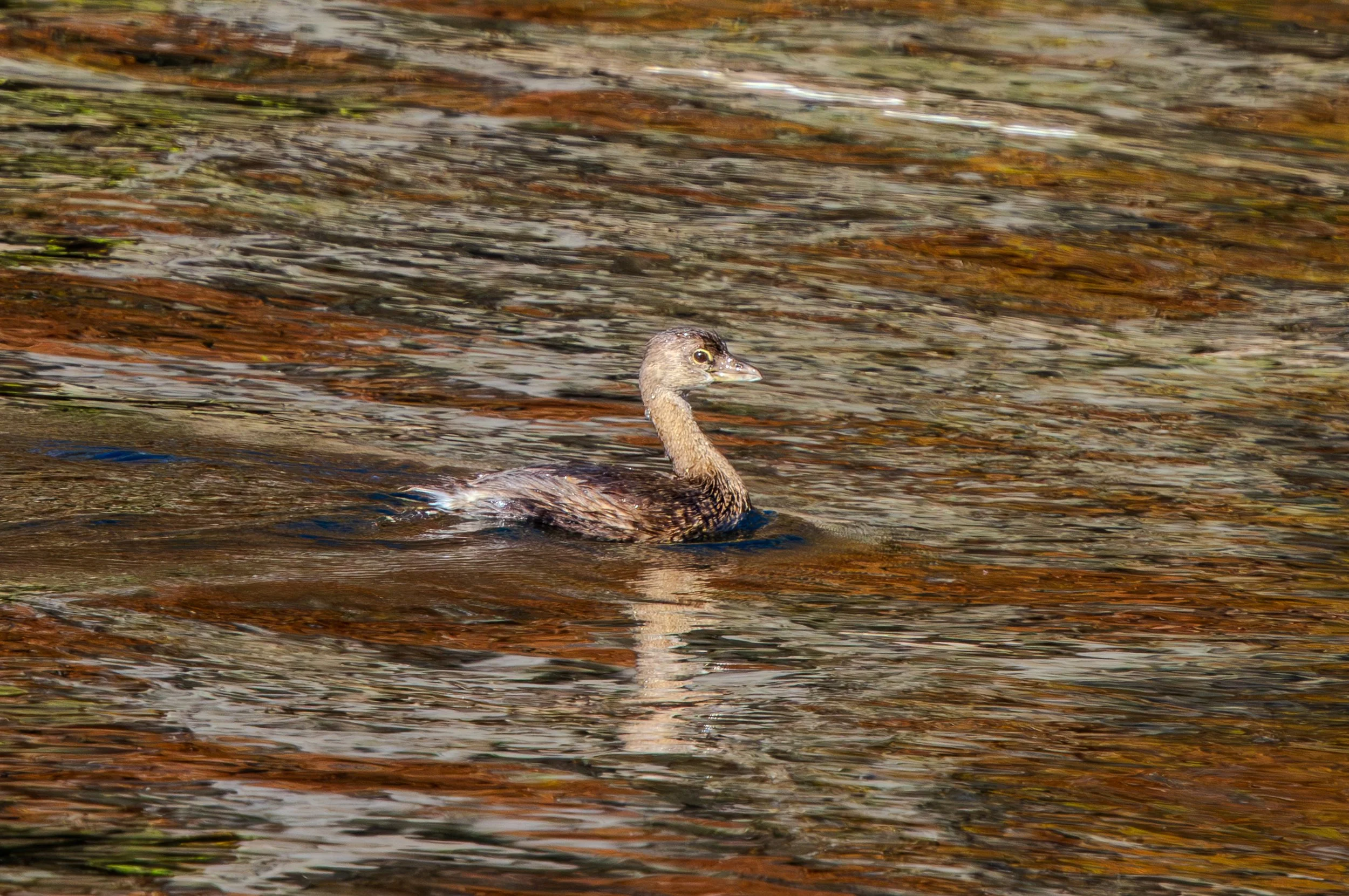 Pied-bill Grebe