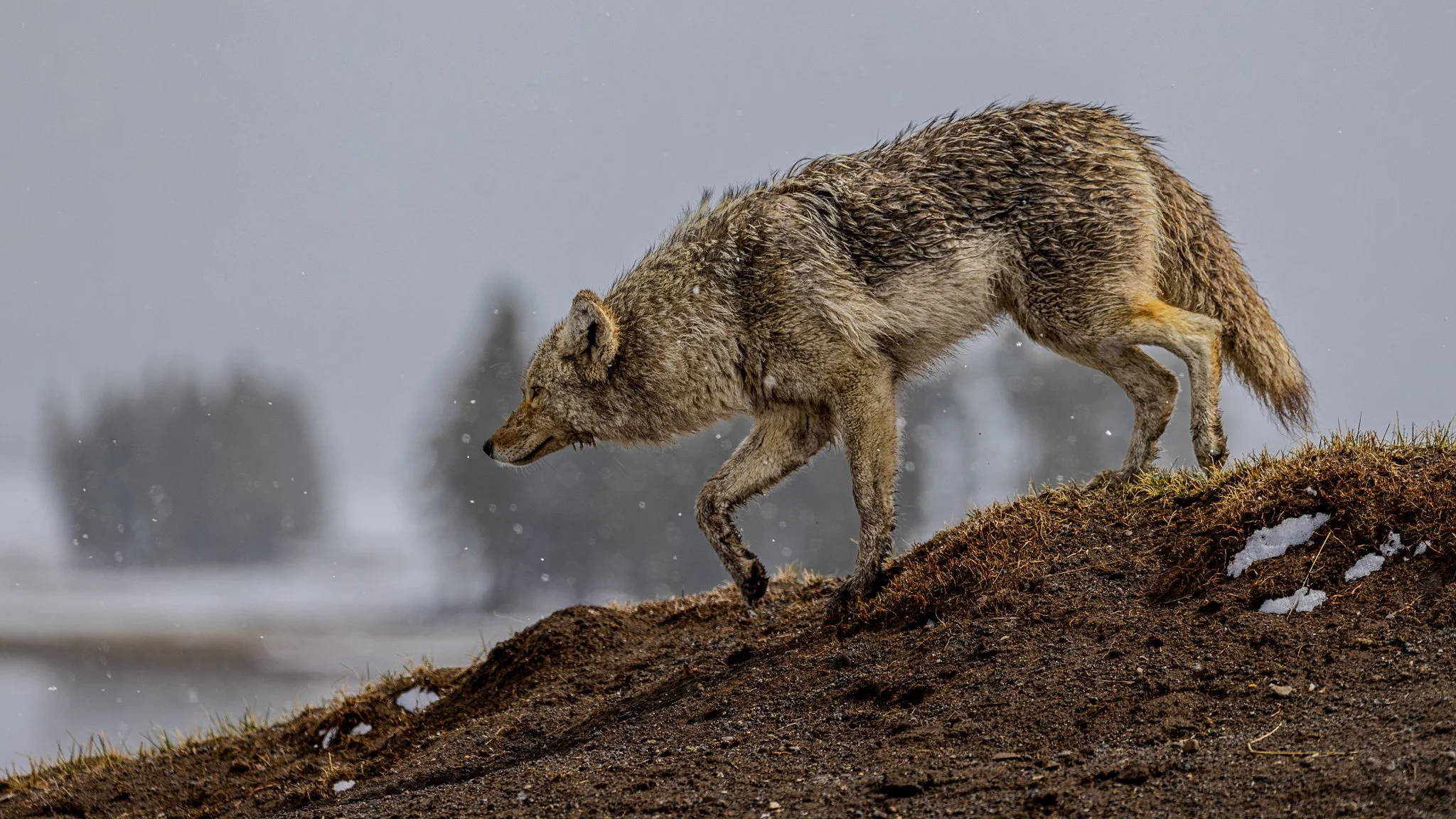 Stalking coyote